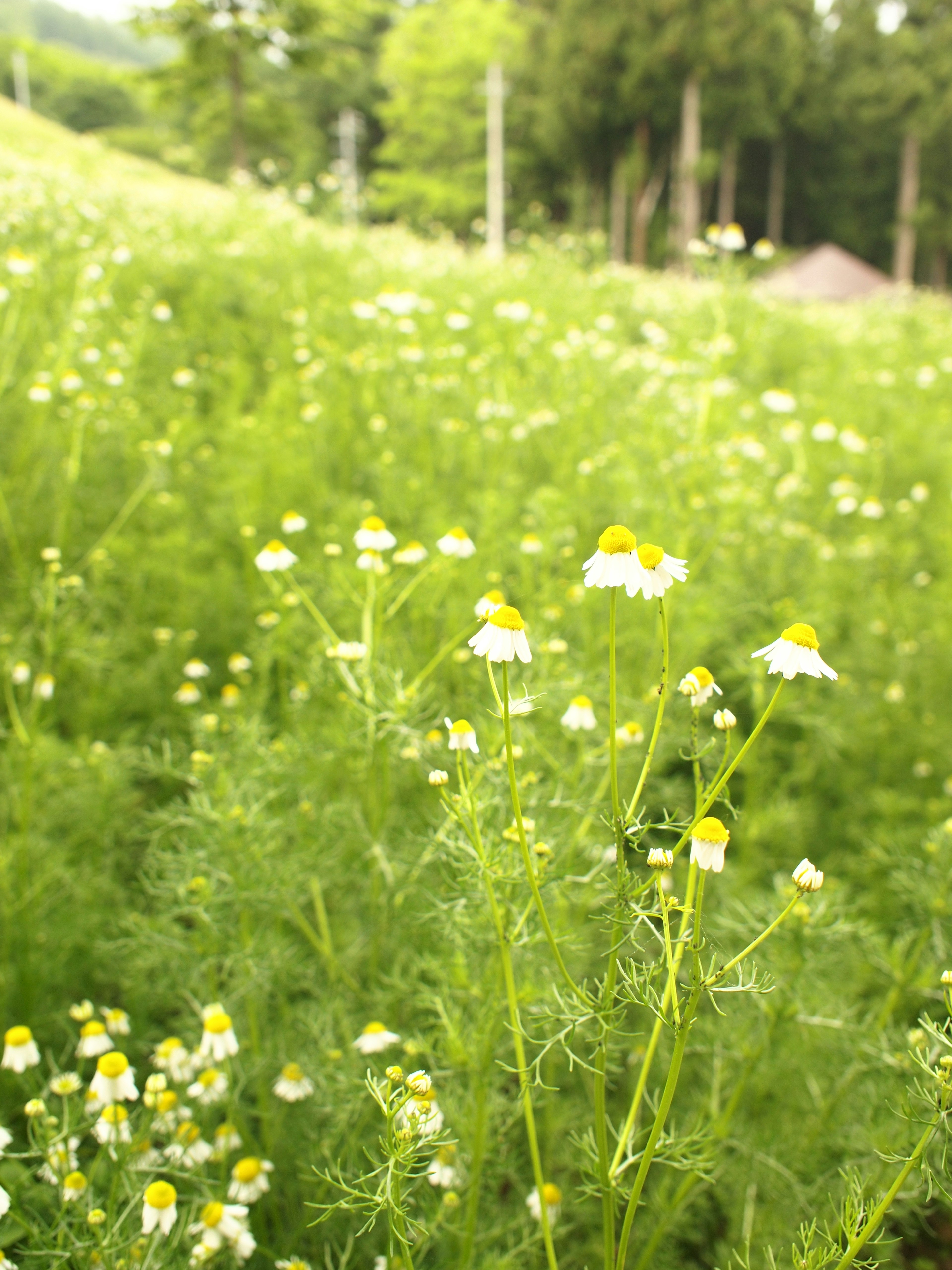 A lush green meadow filled with white and yellow flowers