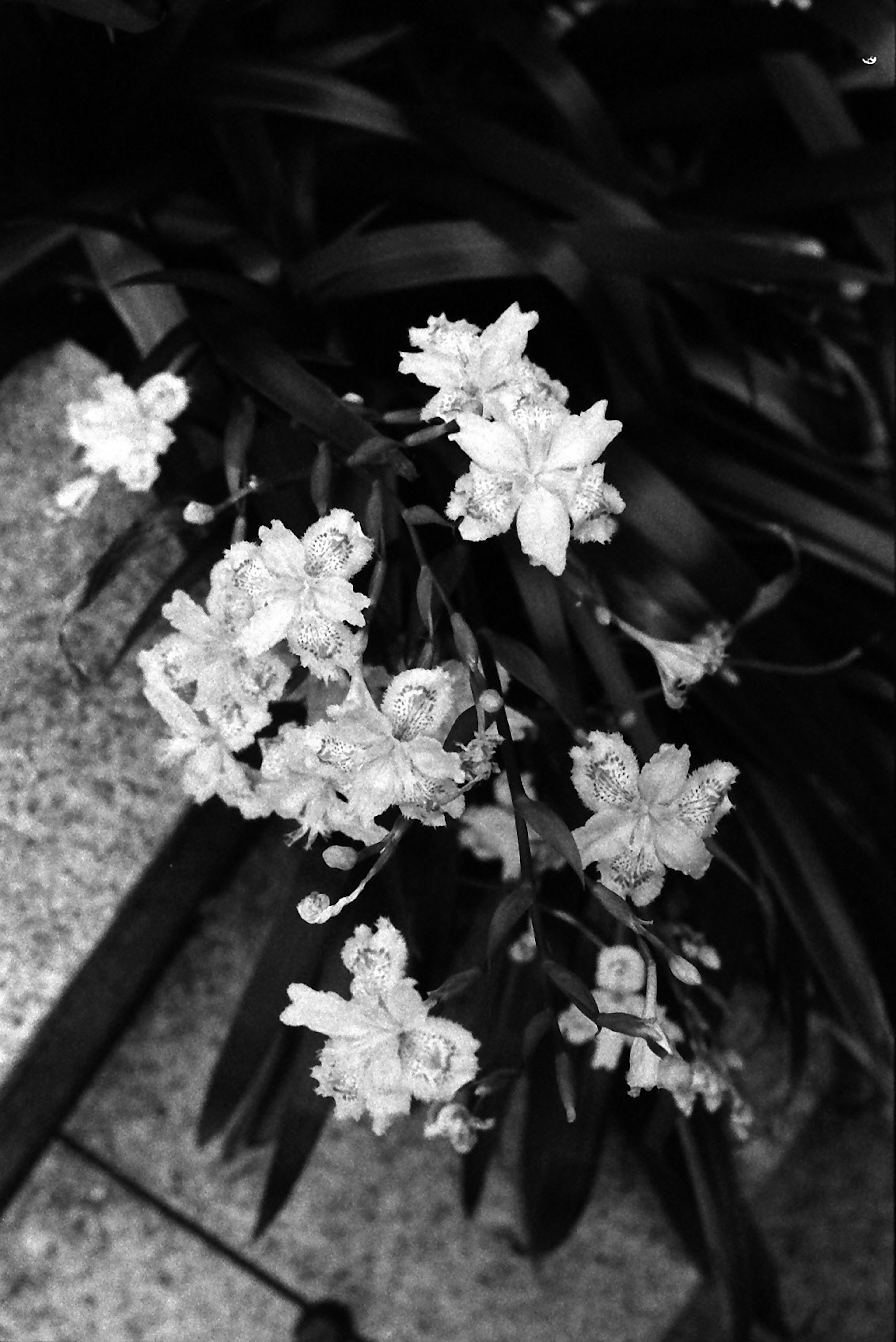 Gros plan de fleurs blanches ressemblant à des feux d'artifice d'encens sur un feuillage sombre