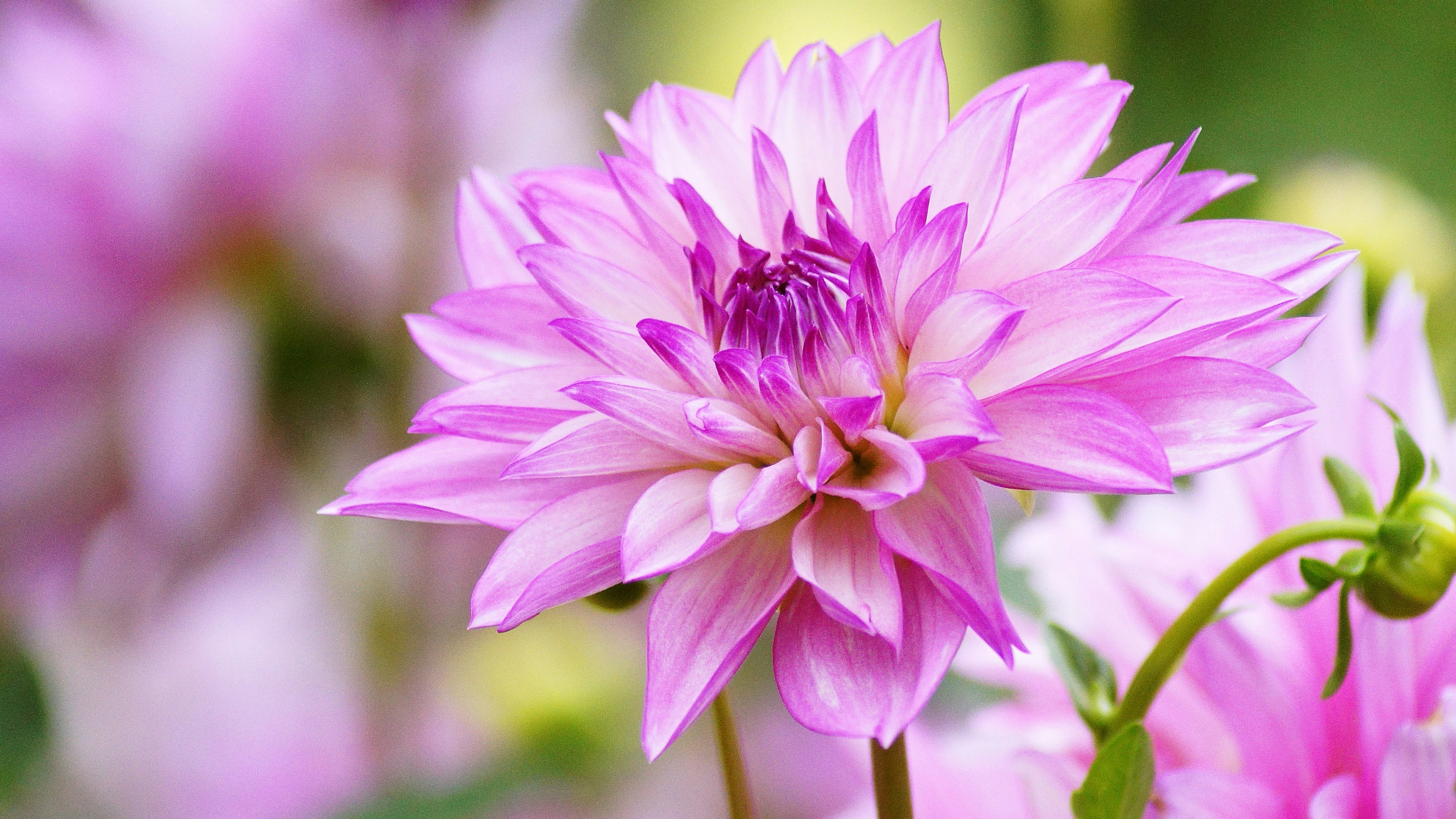 Una hermosa flor de dalia rosa en flor