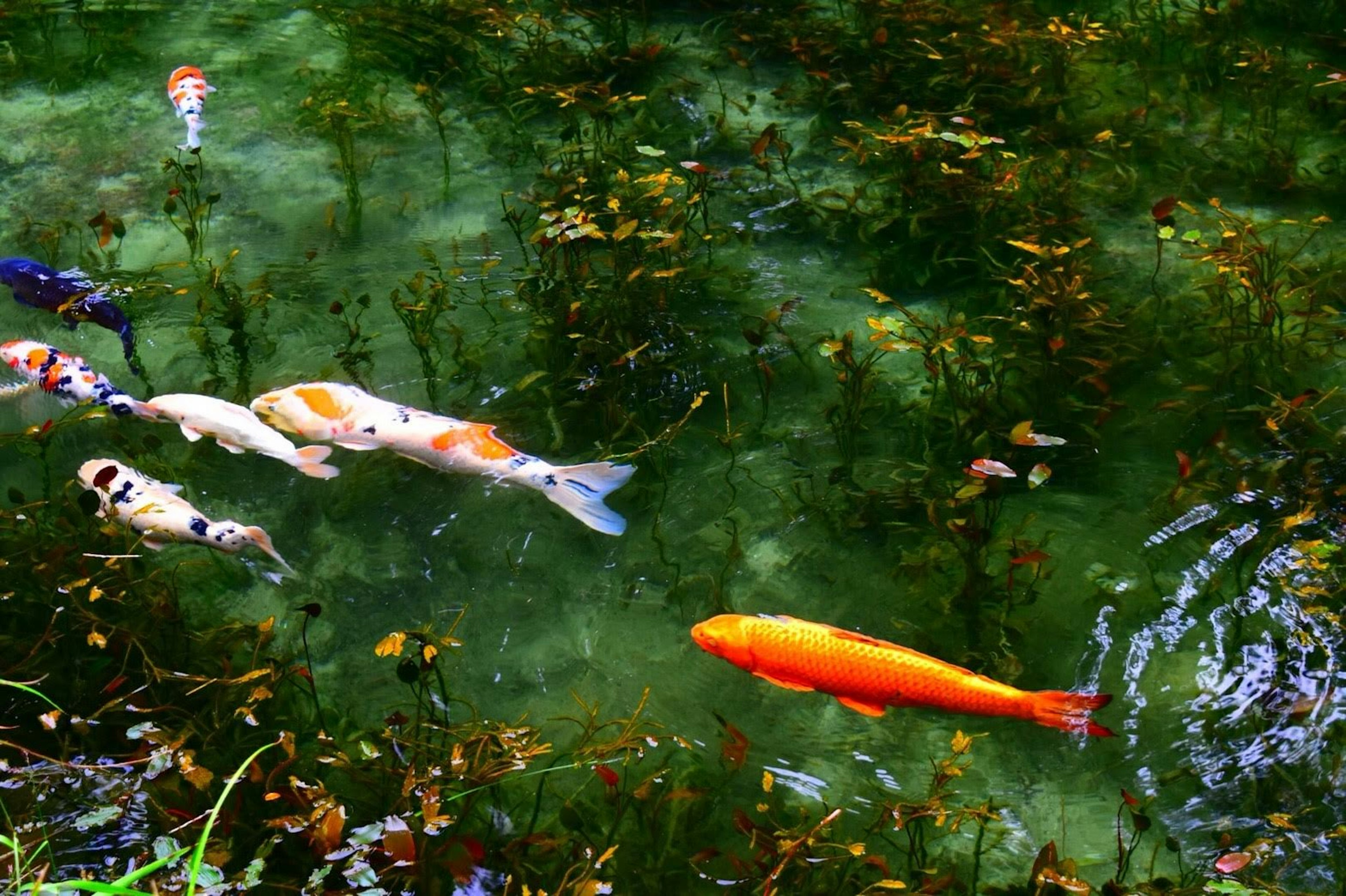 Ikan koi berwarna-warni berenang di kolam dengan tanaman air