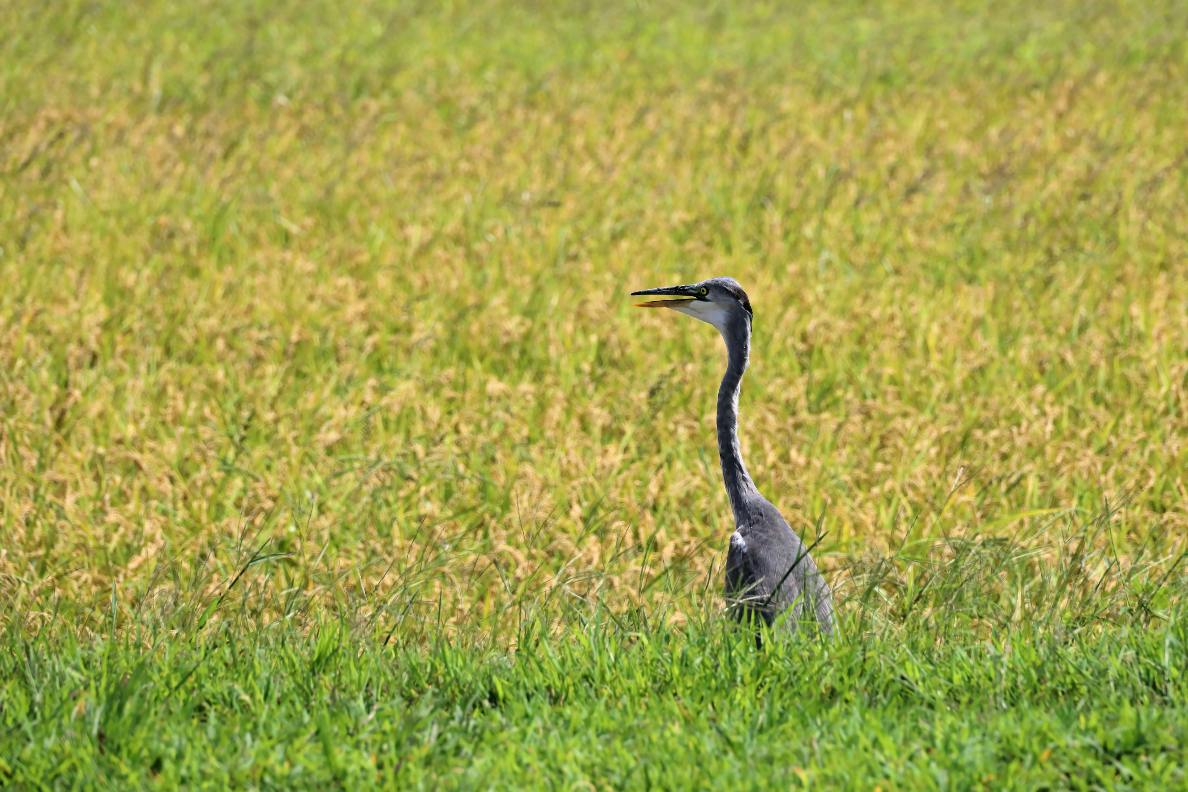 Una garza de pie en la hierba verde con campos de arroz amarillos al fondo