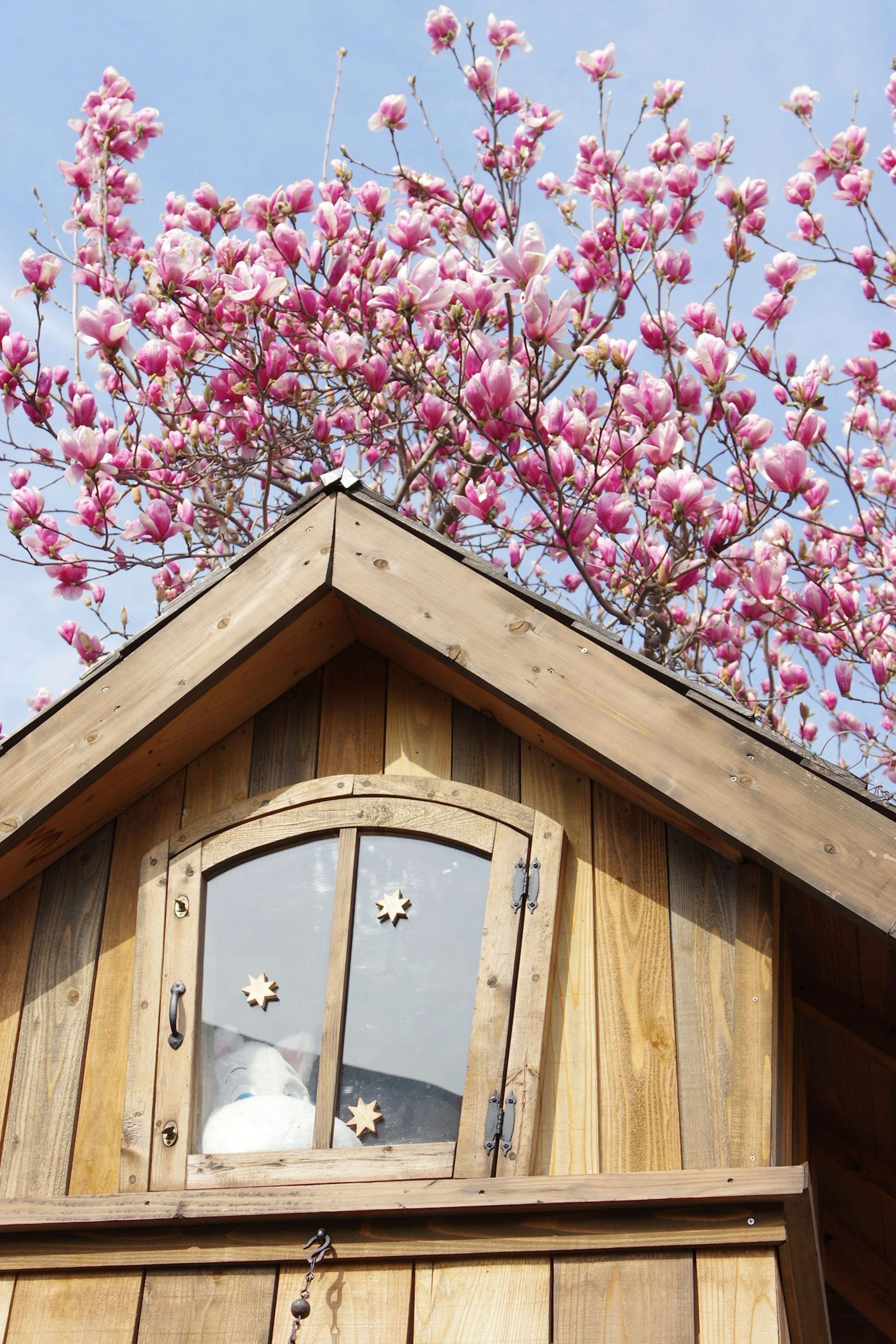 Holzschuppen mit blühendem rosa Magnolienbaum