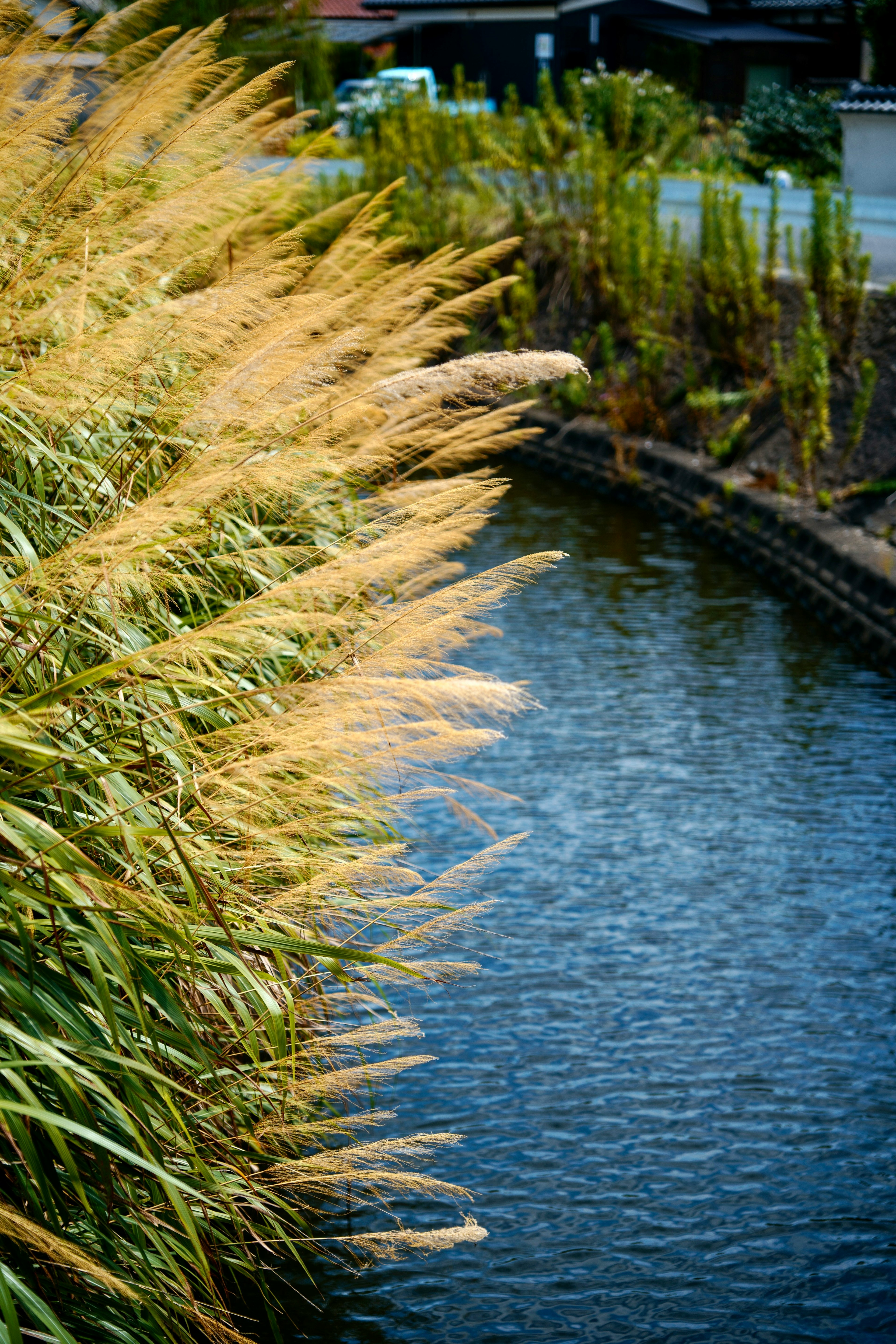 Yellow grass by the water with a calm surface