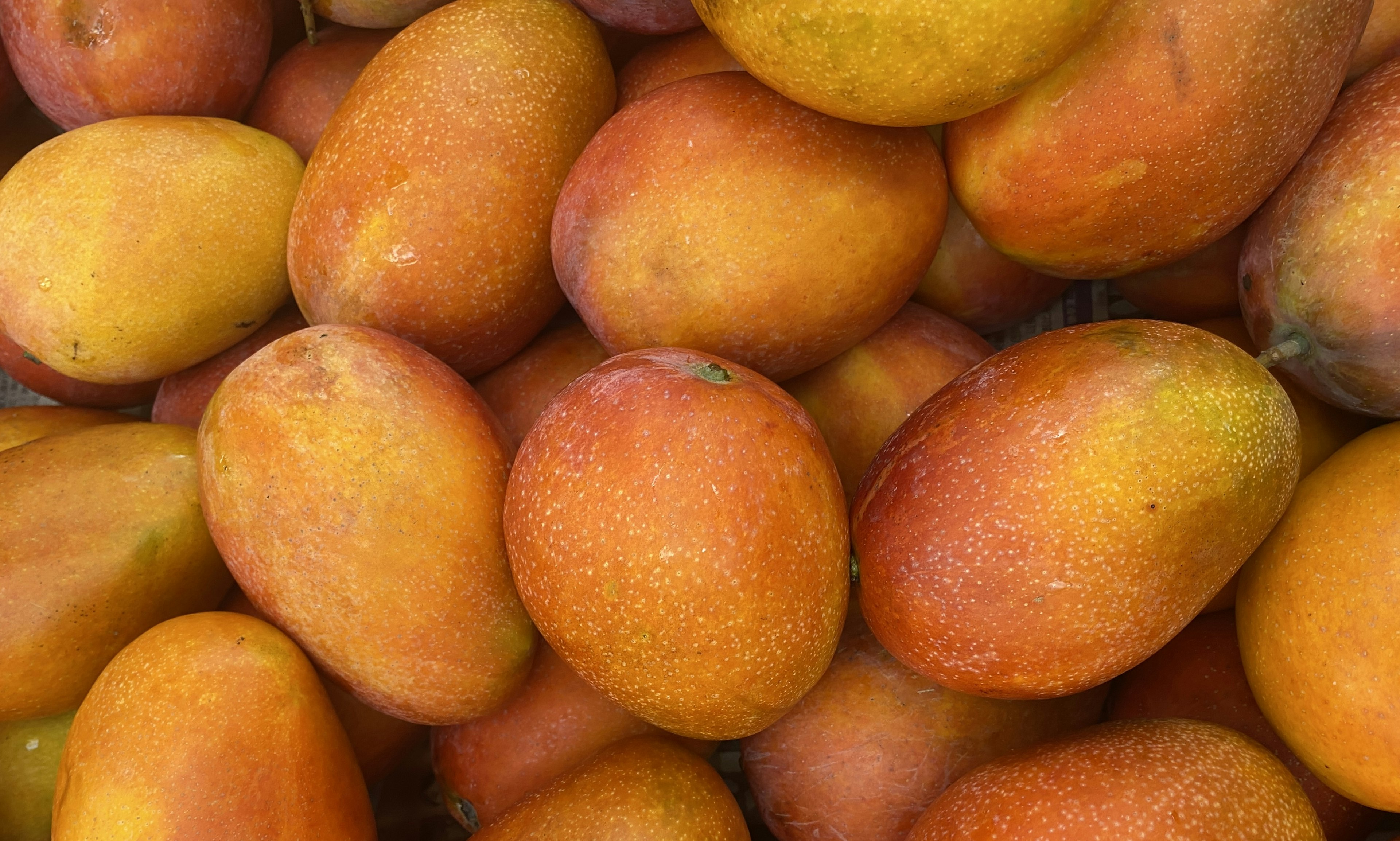 Un mucchio di mango freschi con tonalità arancioni e gialle vivaci