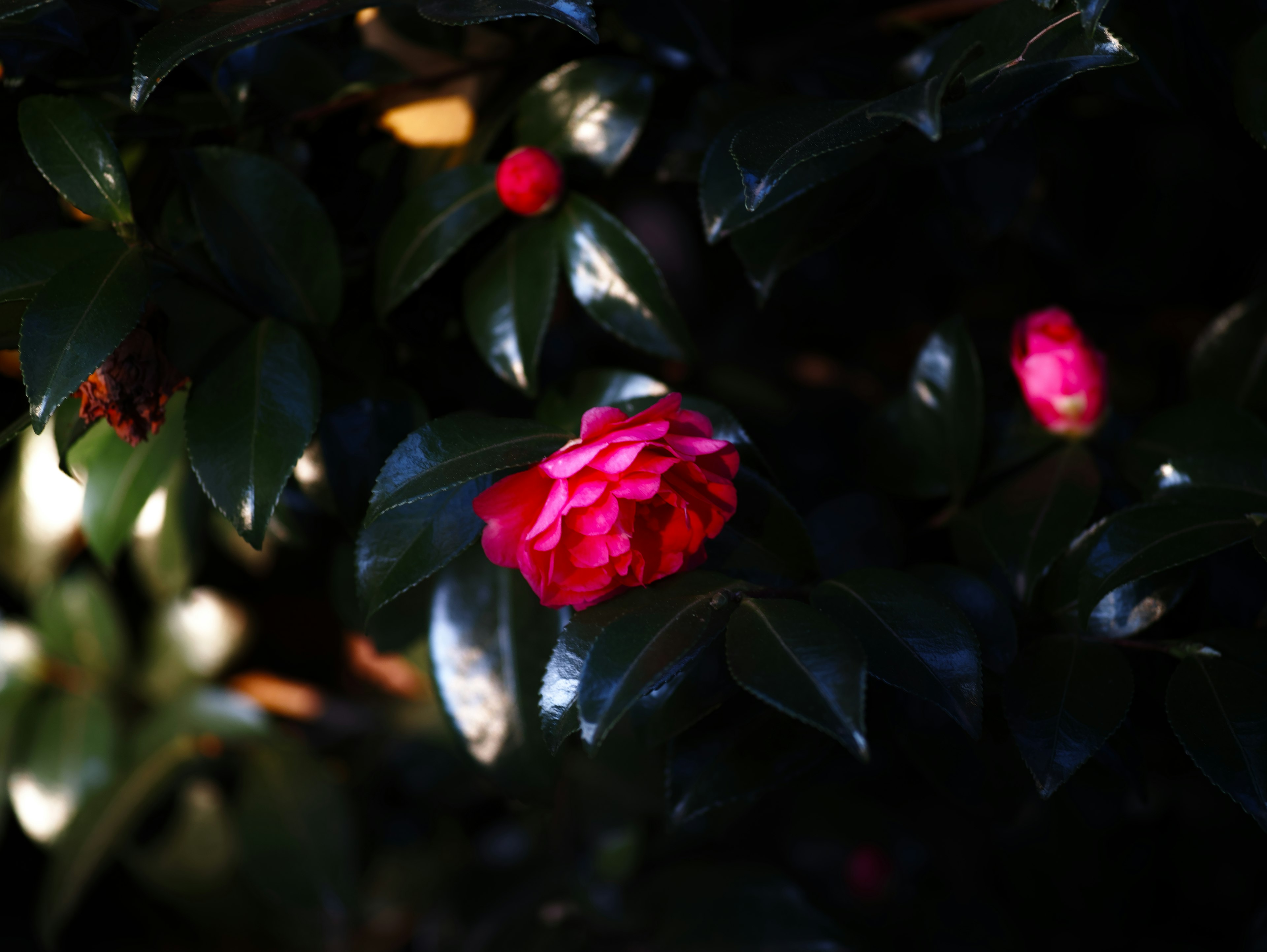 Acercamiento de una planta con flores rojas prominentes sobre un fondo oscuro