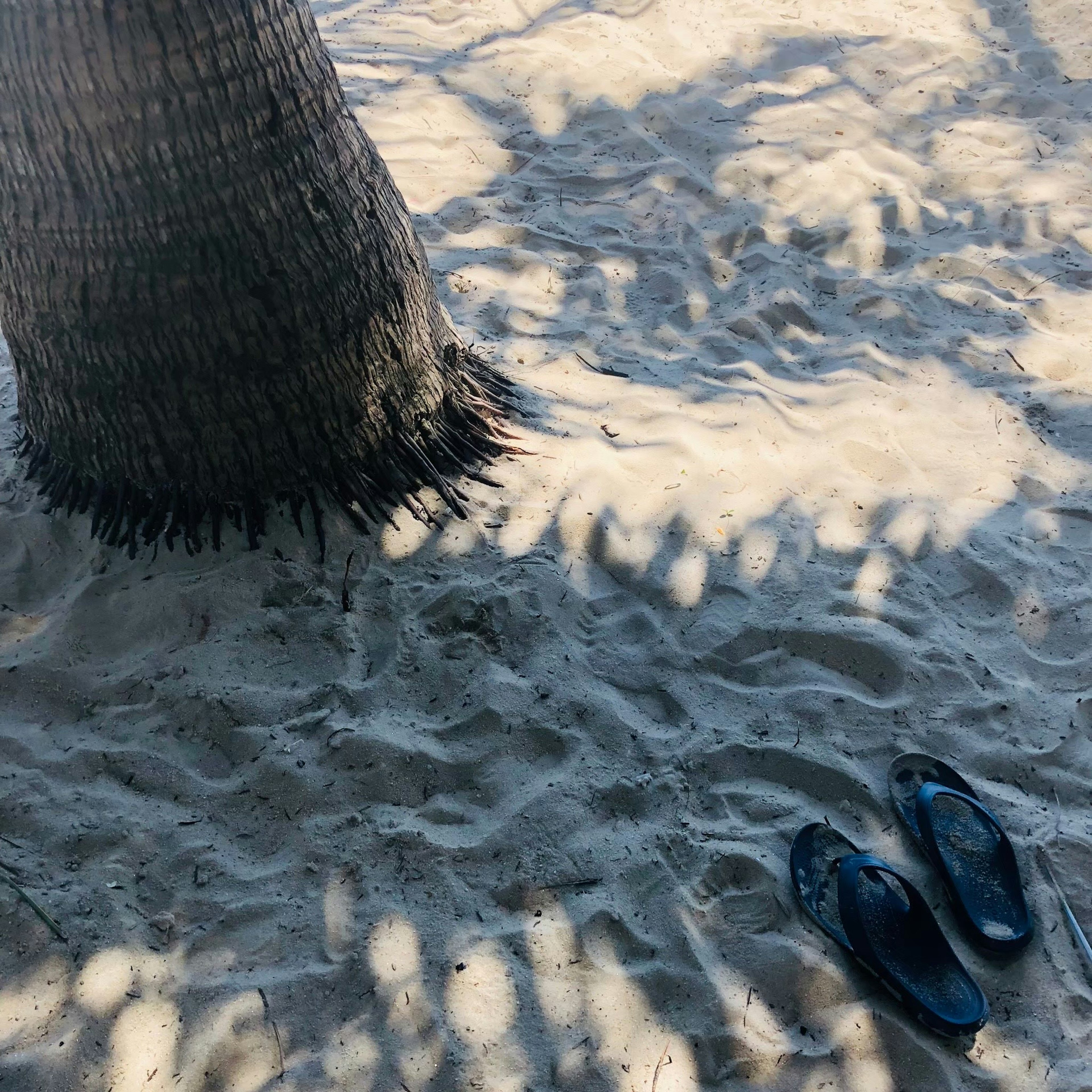 Infradito nere su spiaggia sabbiosa con ombra di palma