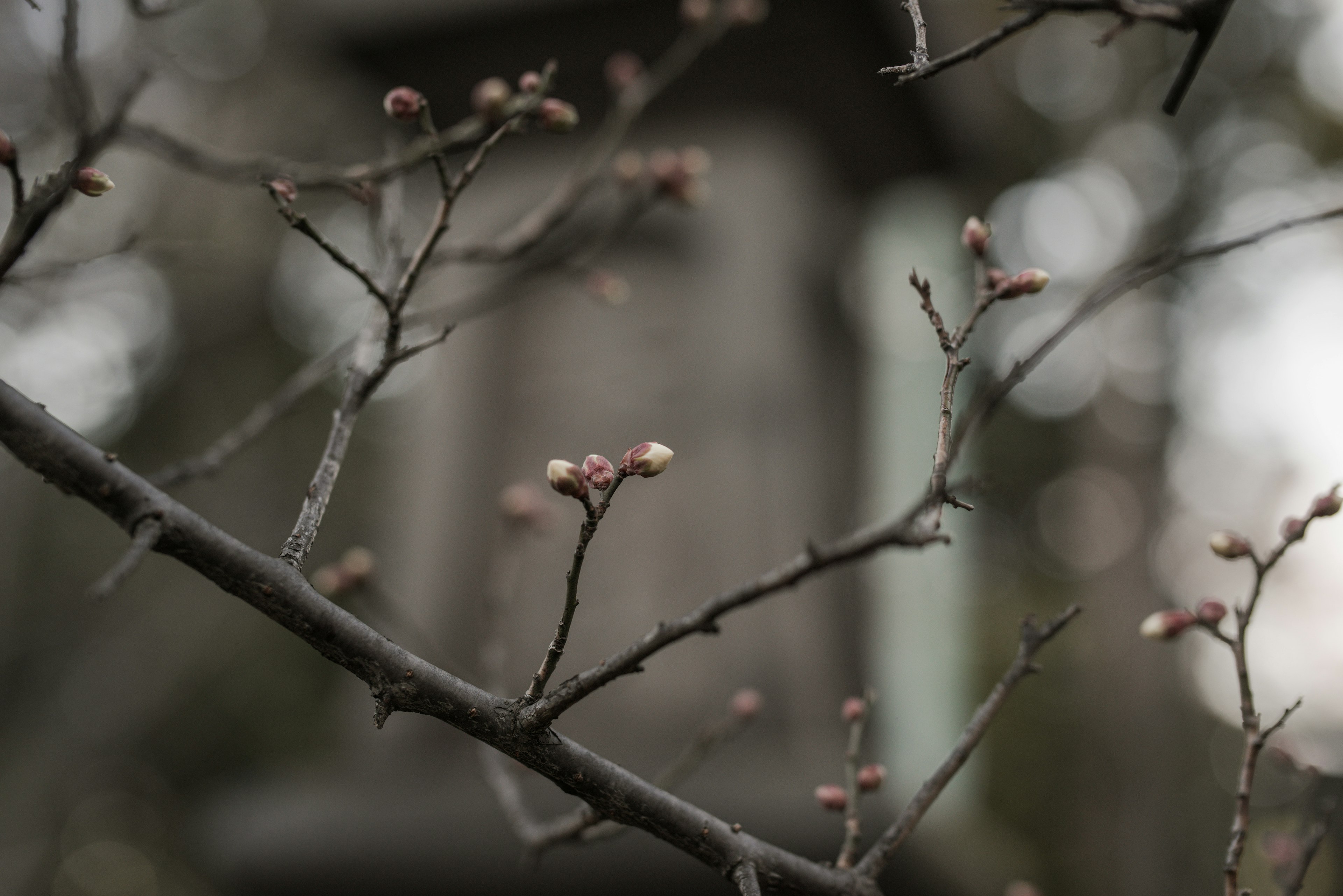 ぼんやりとした背景に花芽がついた枝のクローズアップ