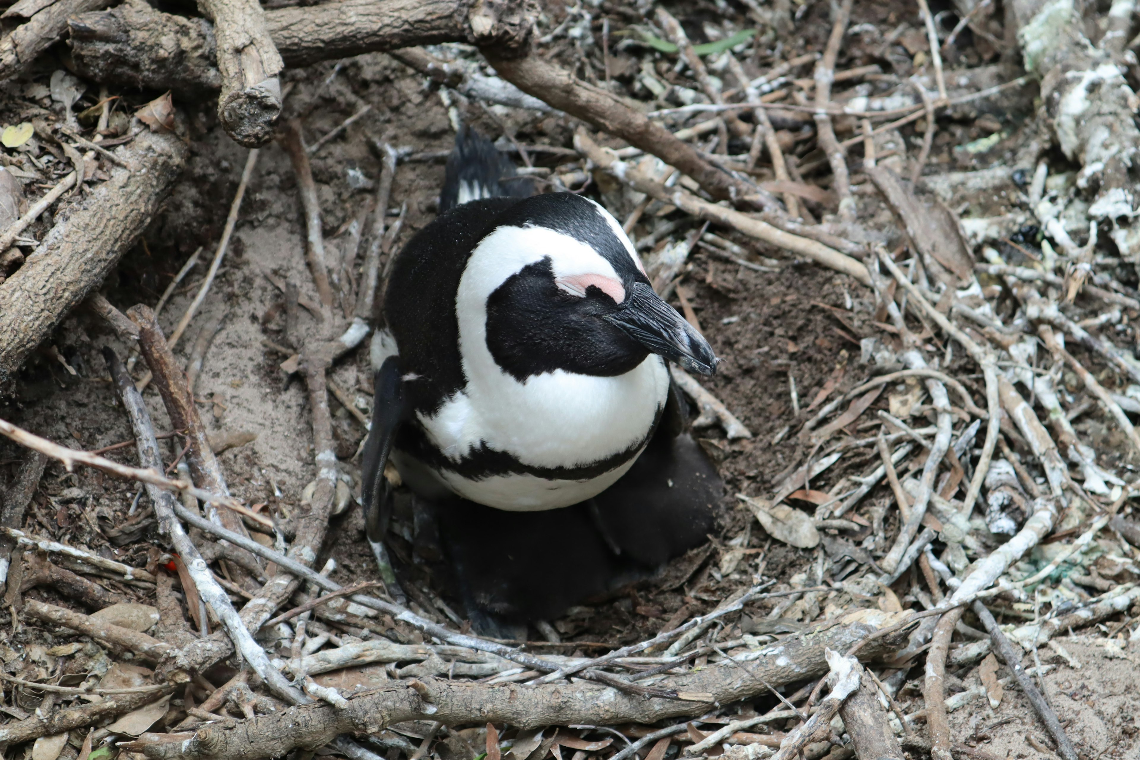 Un pinguino seduto in un nido con piumaggio nero e bianco distintivo