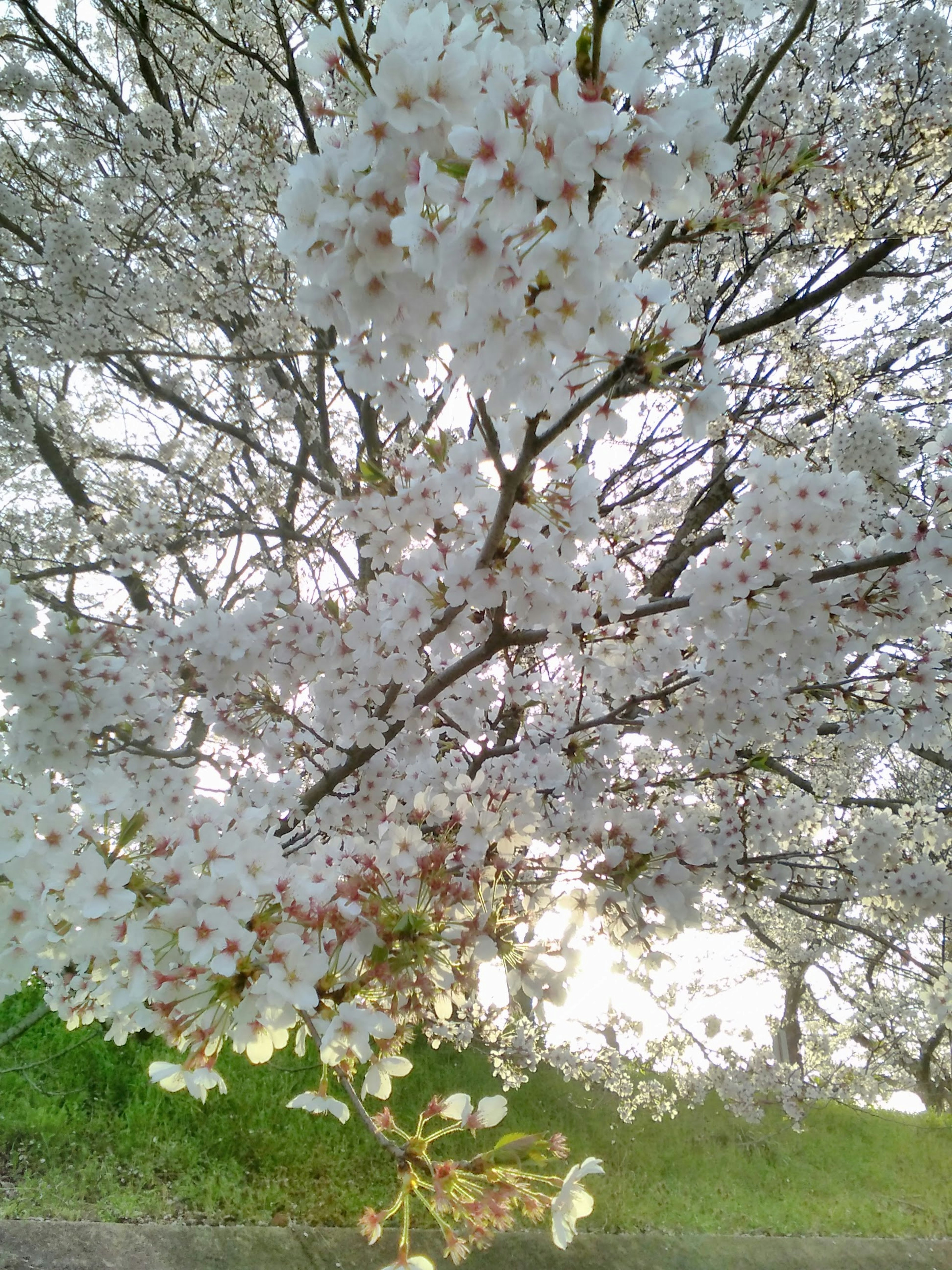 白い桜の花が咲く木と緑の草地