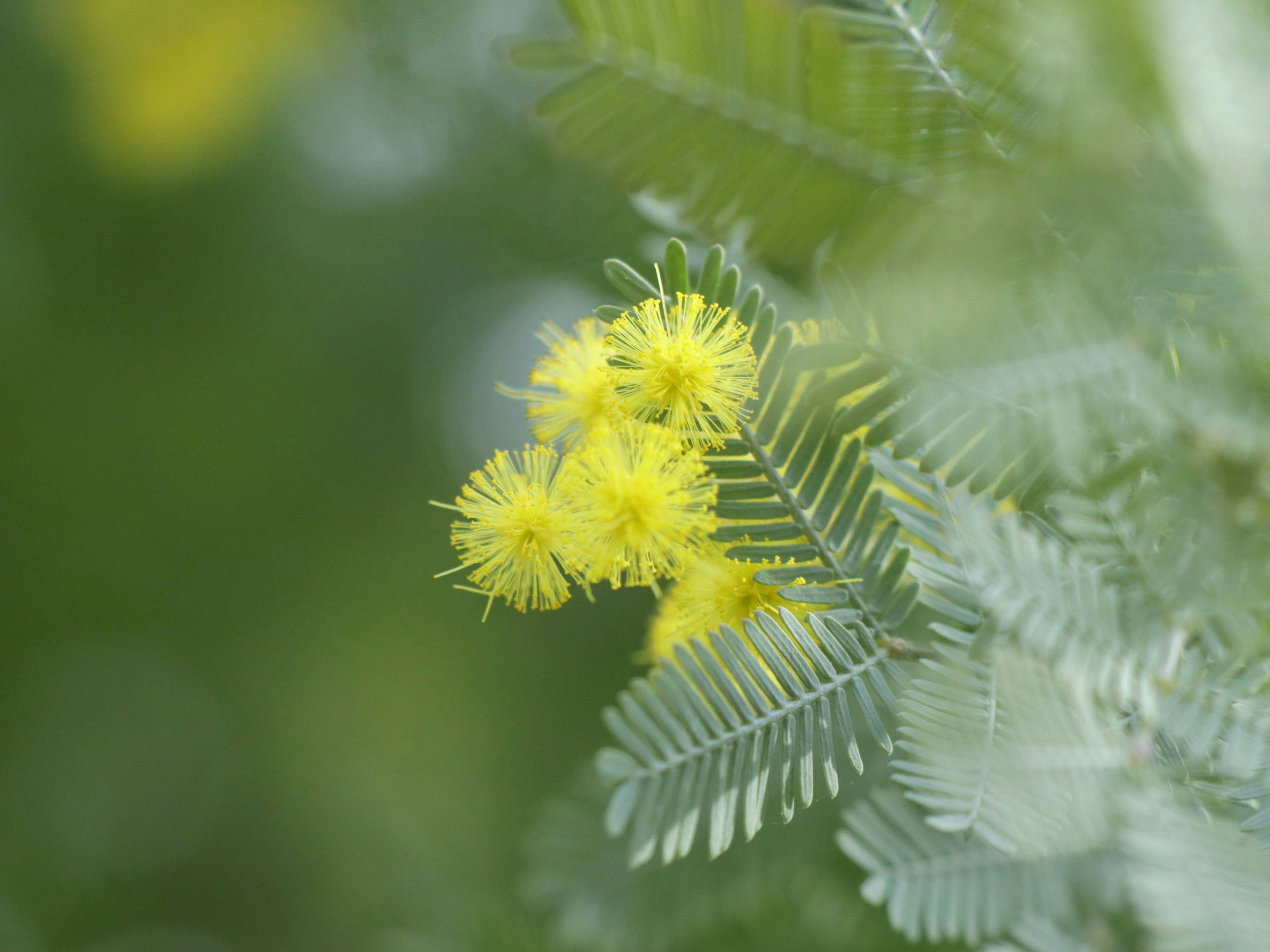 ดอกไม้สีเหลืองและใบละเอียดบนพื้นหลังสีเขียว