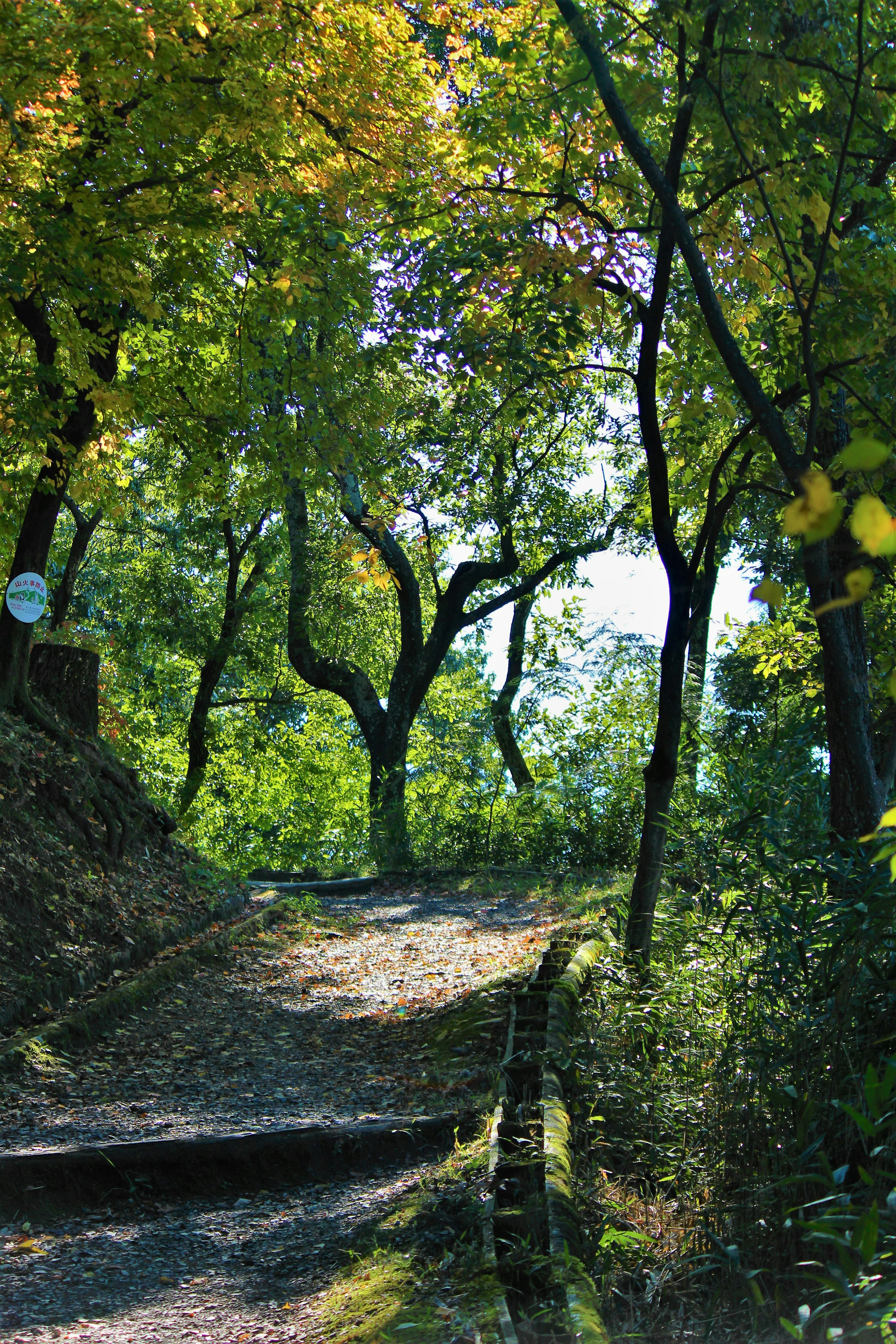 Sentier serein entouré de verdure luxuriante et d'arbres