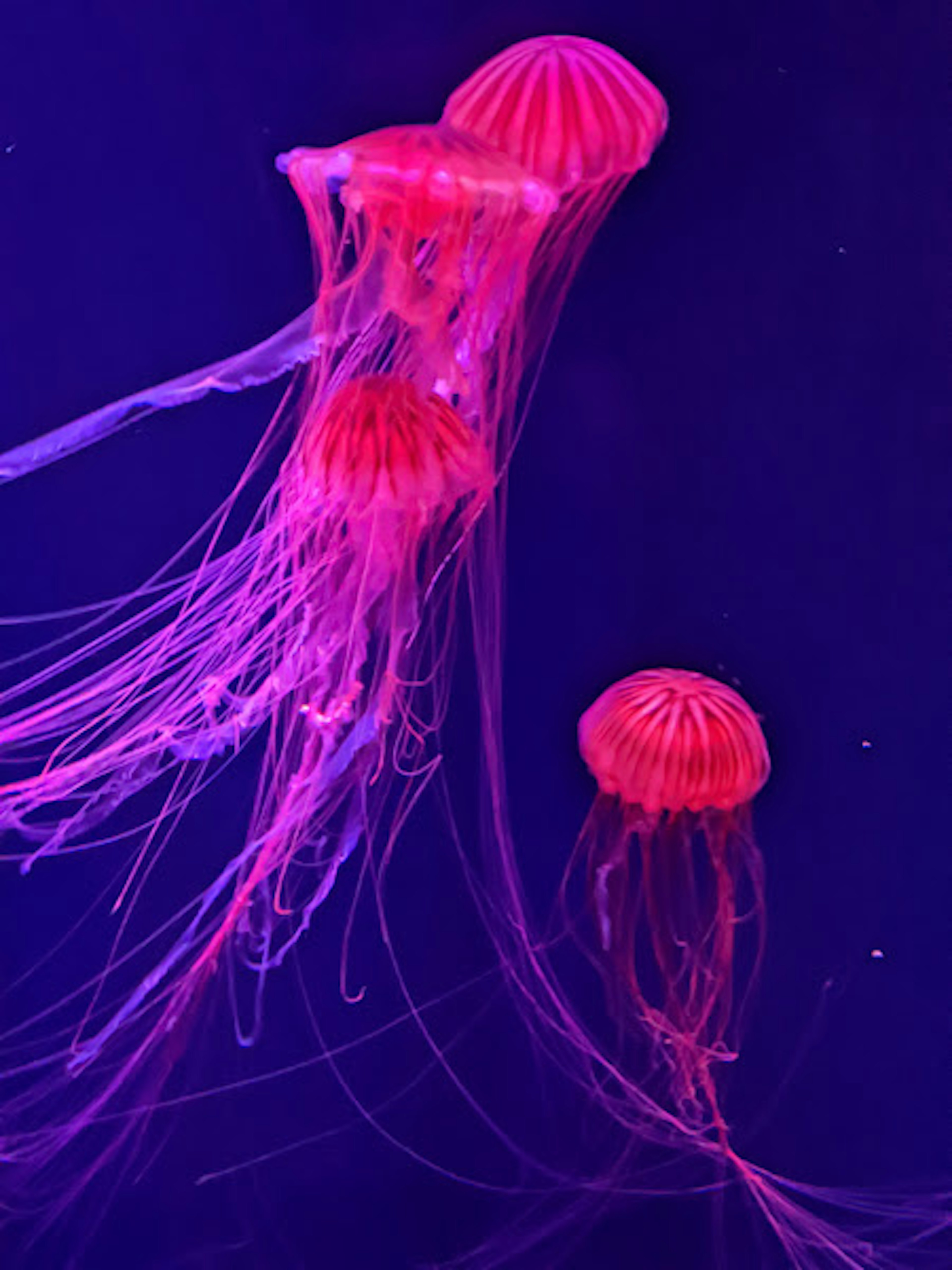 A group of three jellyfish floating against a vibrant purple background