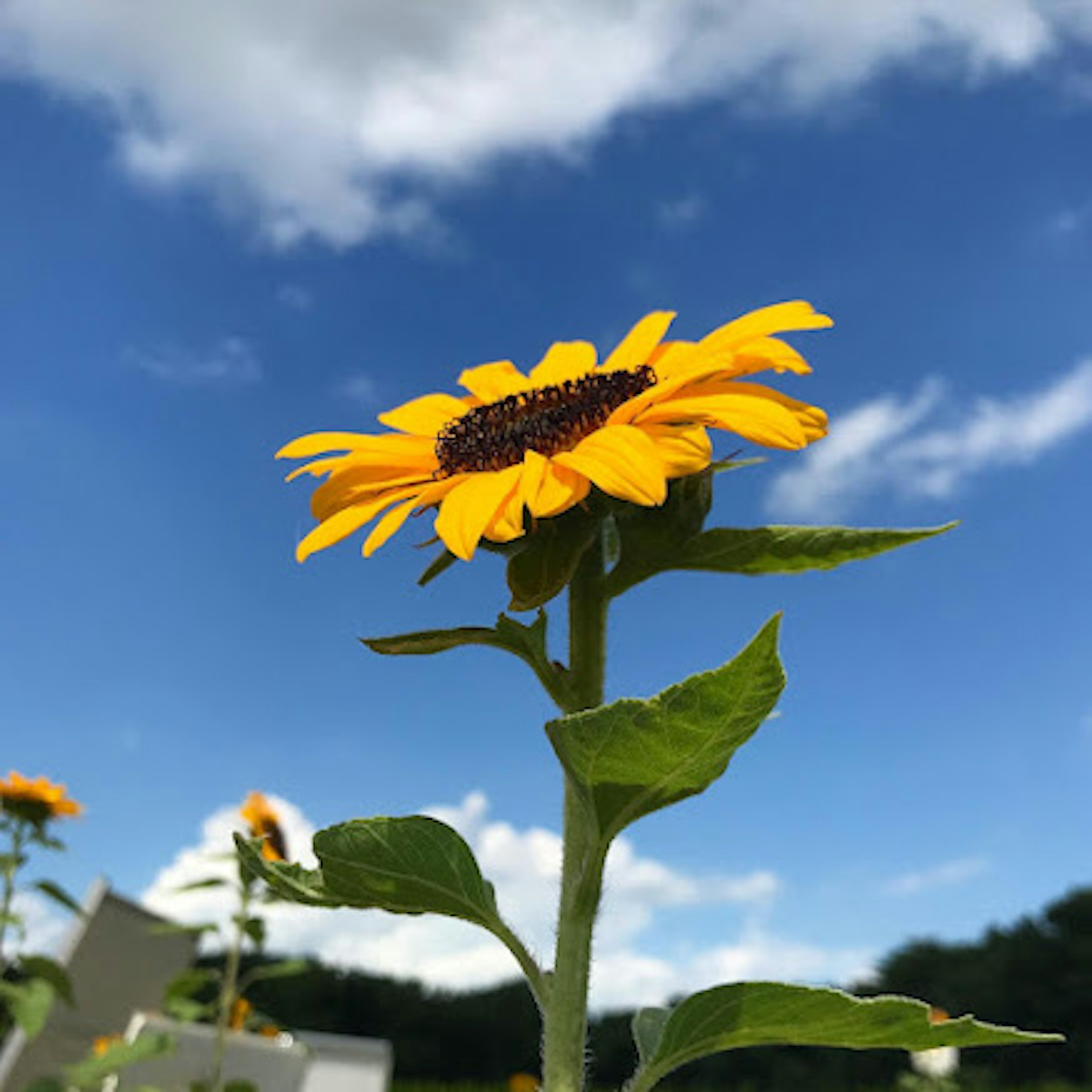 青空を背景にした明るいひまわりの花