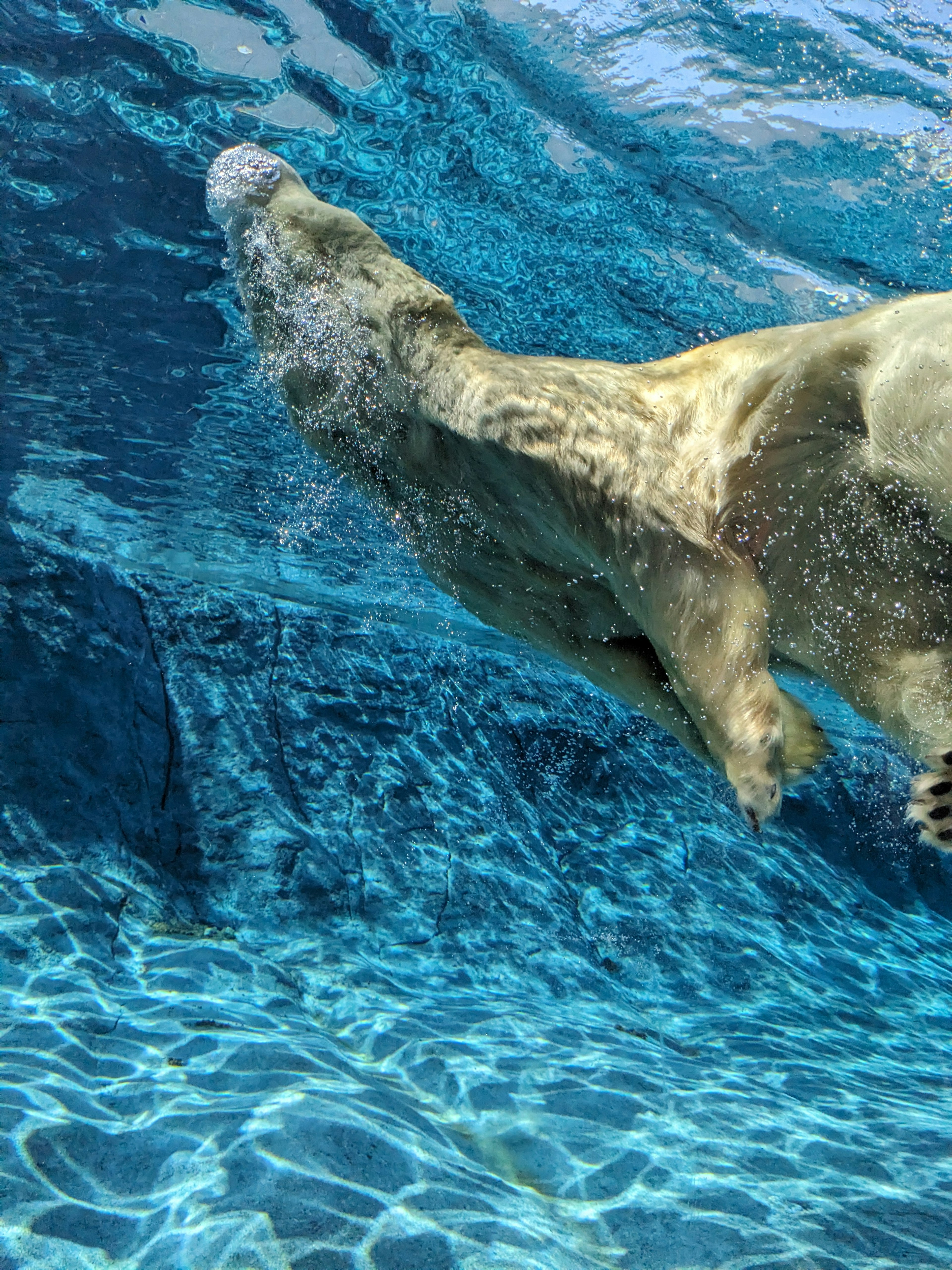 Ein Eisbär, der unter Wasser schwimmt, vor einem klaren blauen Hintergrund