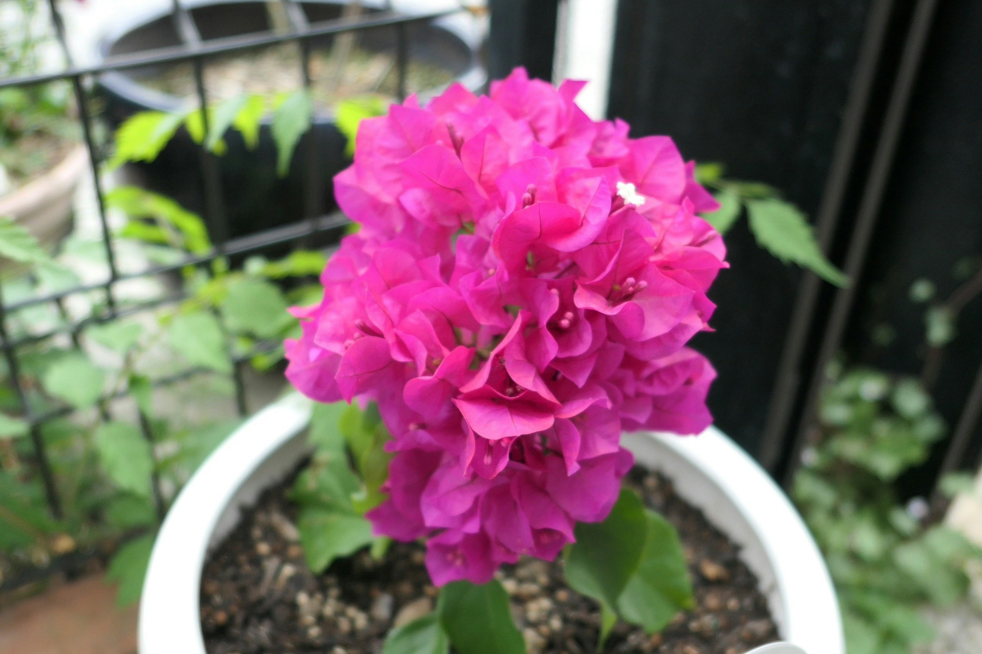 鮮やかなピンクのブーゲンビリアの花が鉢植えで咲いている