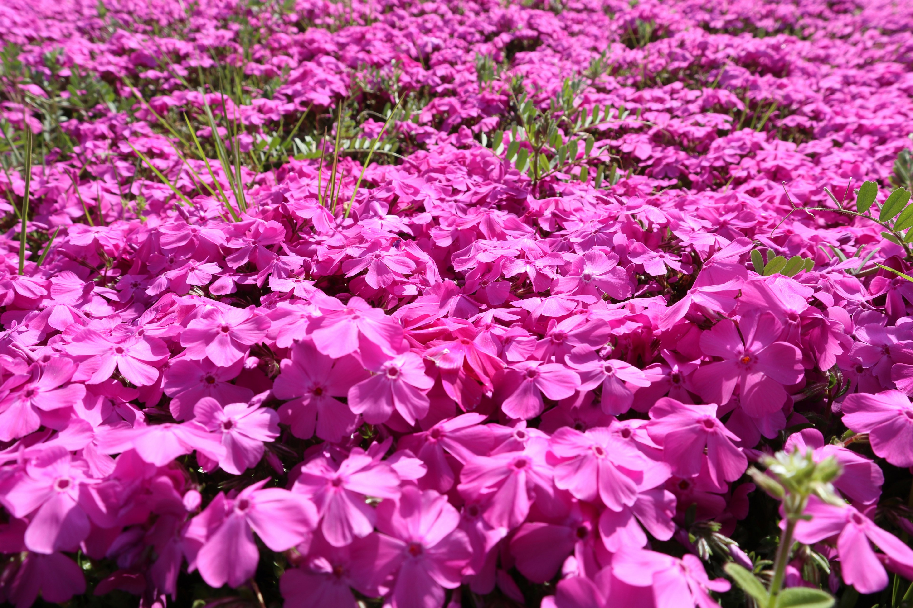 Fleurs roses vives en pleine floraison dans un champ