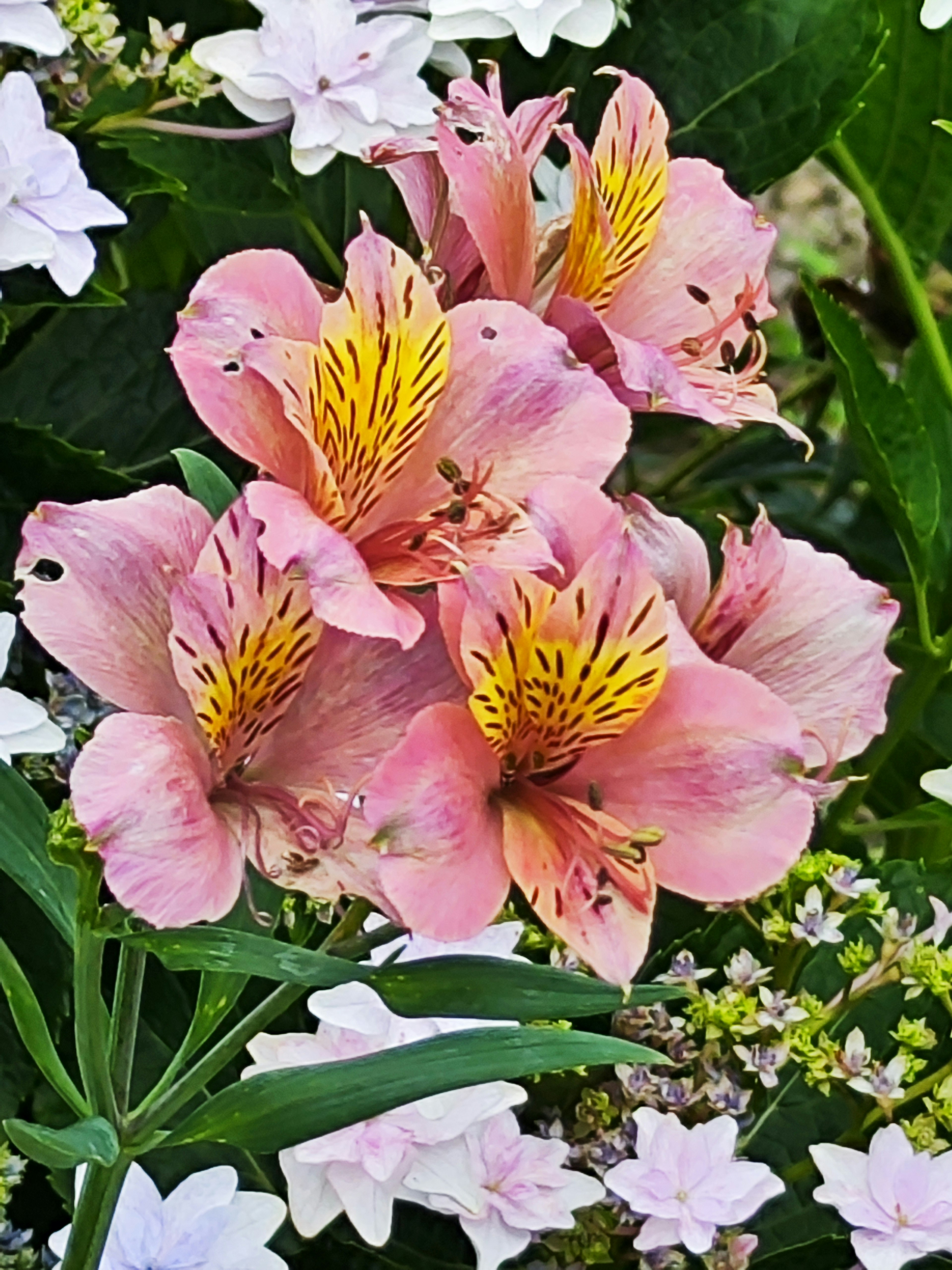 Ramo de flores de alstroemeria rosadas con marcas amarillas rodeadas de hojas verdes