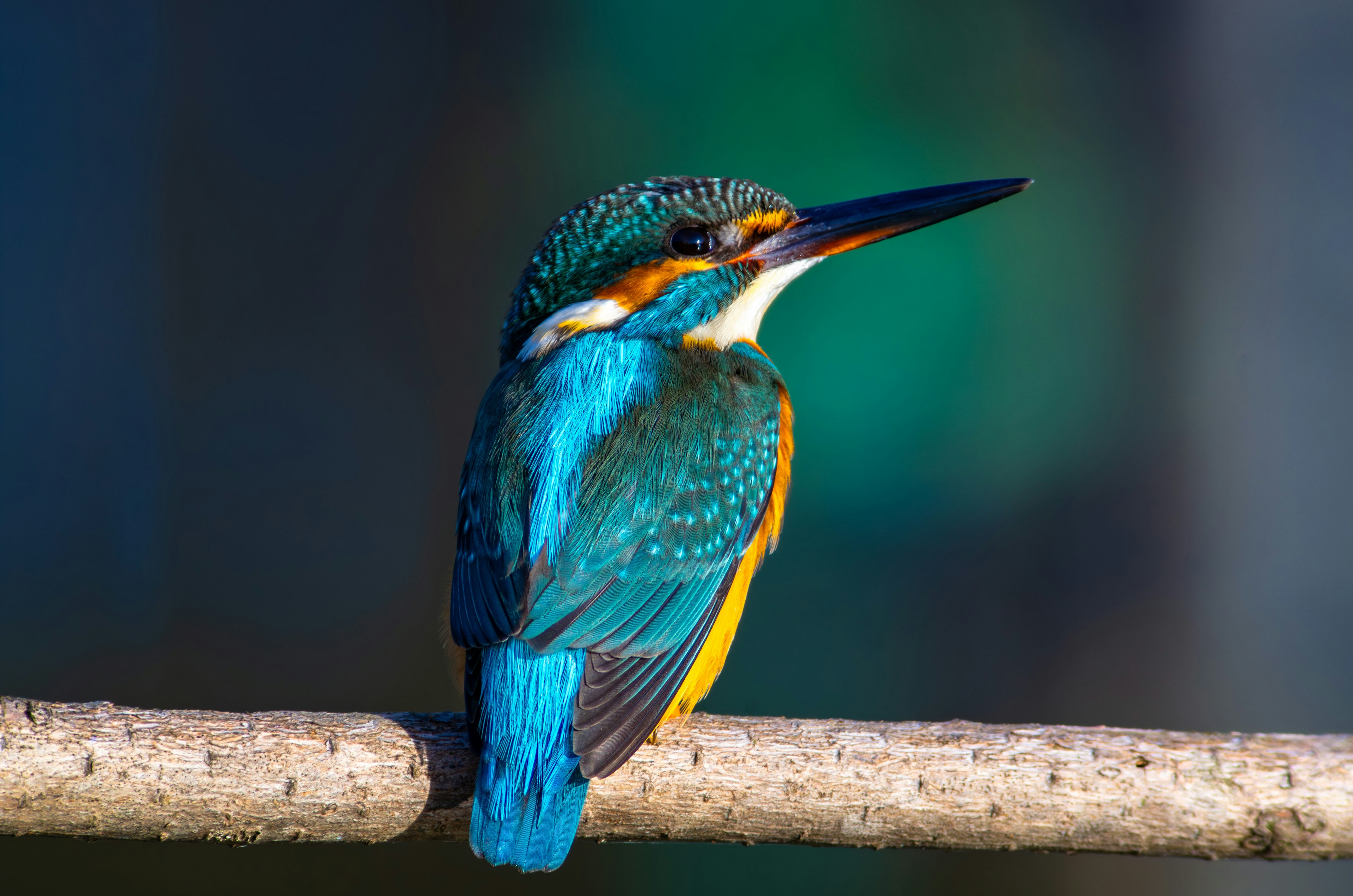 Un martin pescatore con piume blu vivaci e arancioni posato su un ramo