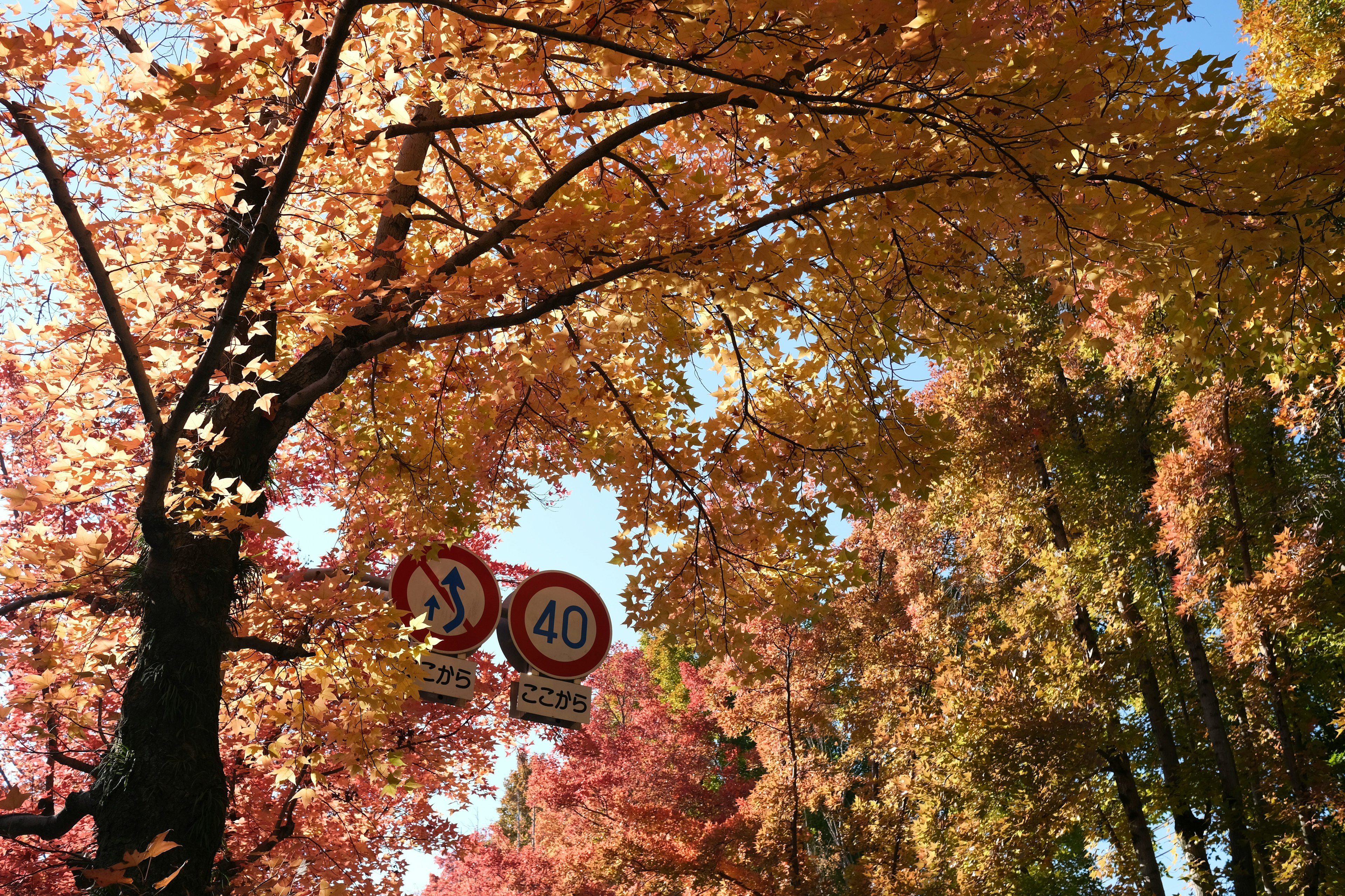 Malersicher Anblick von herbstlichem Laub mit Geschwindigkeitsbegrenzungsschildern