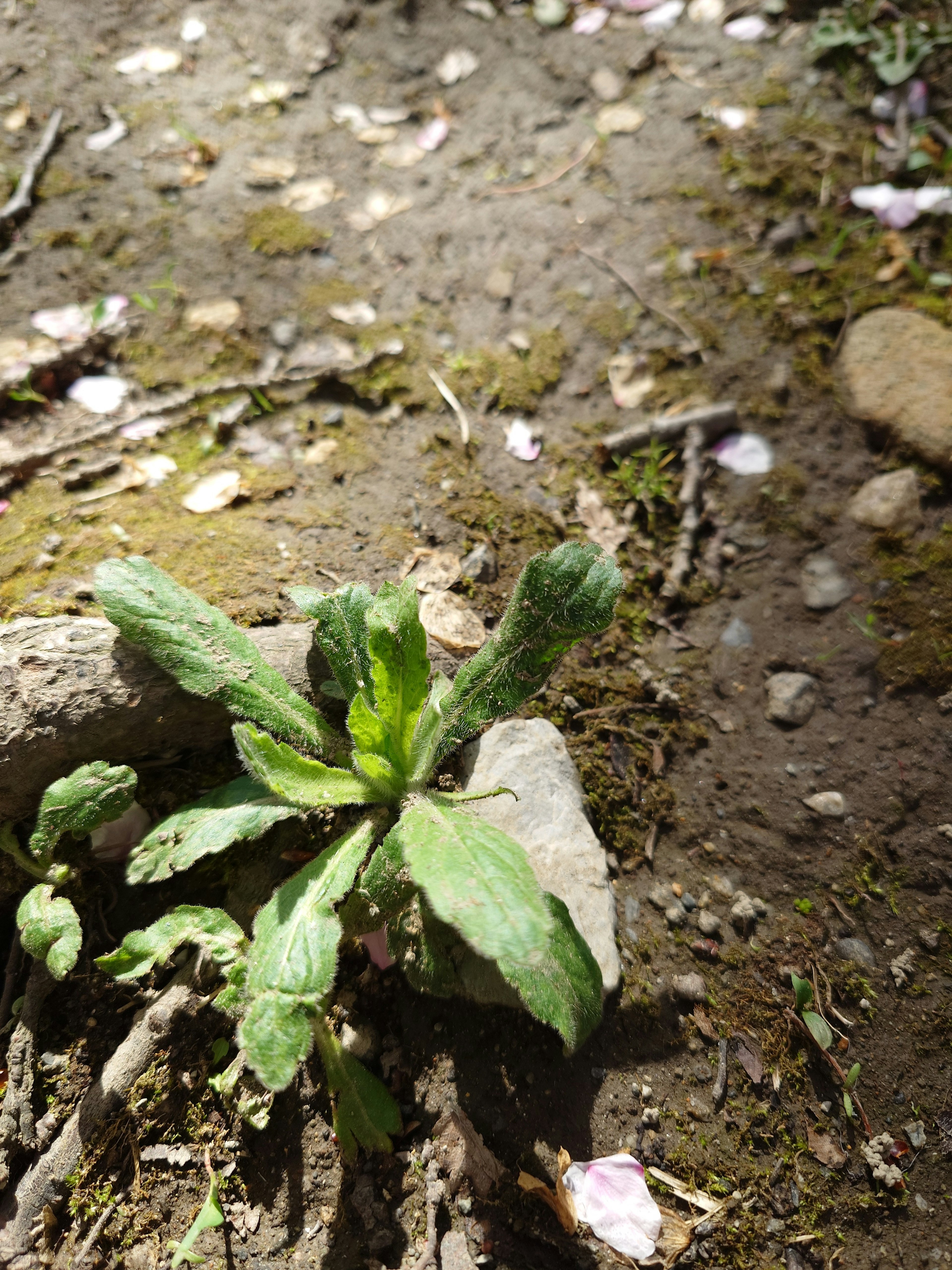 Small green plant emerging from the soil