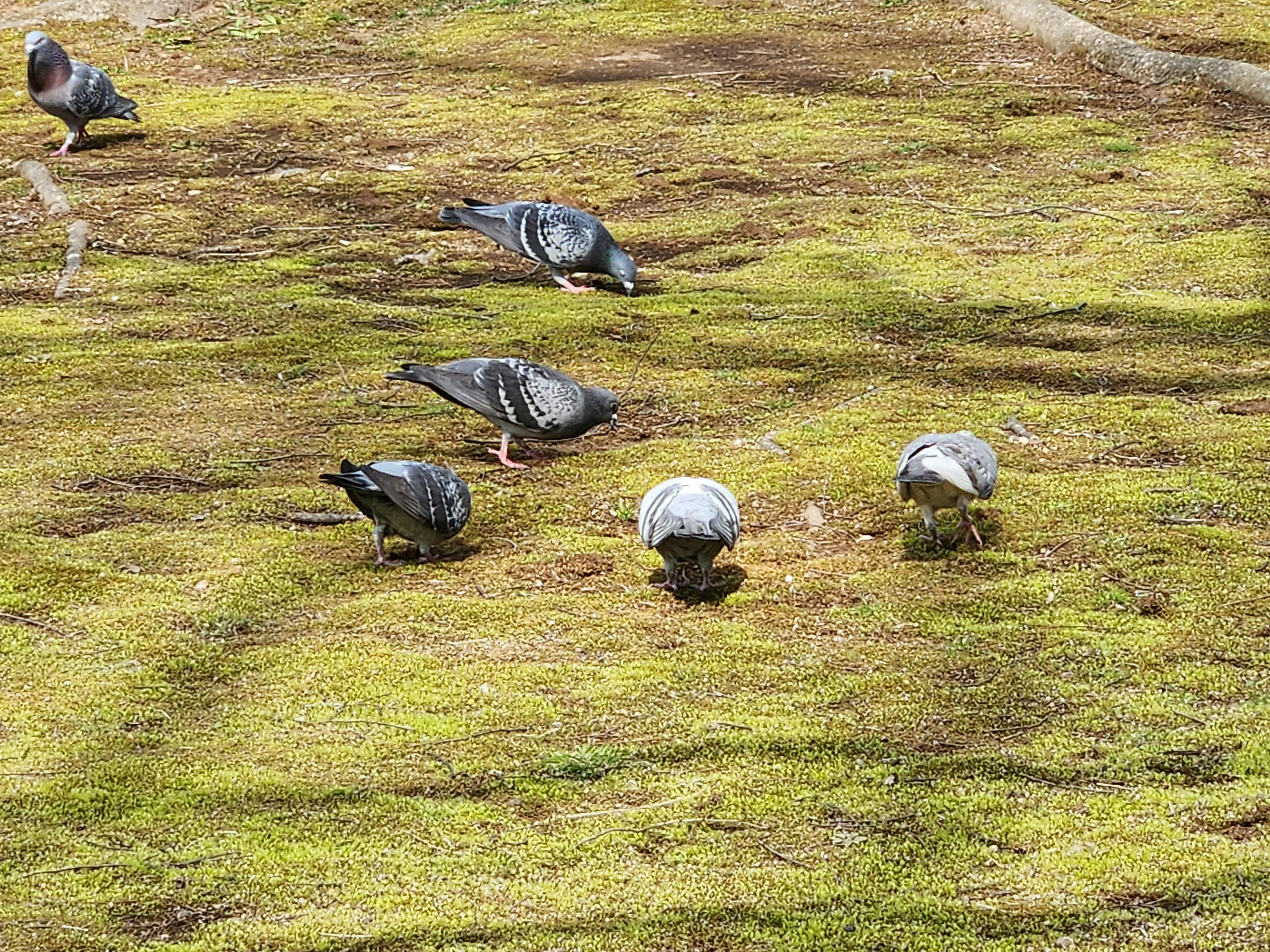 草地にいる数羽の鳩が餌を探している様子