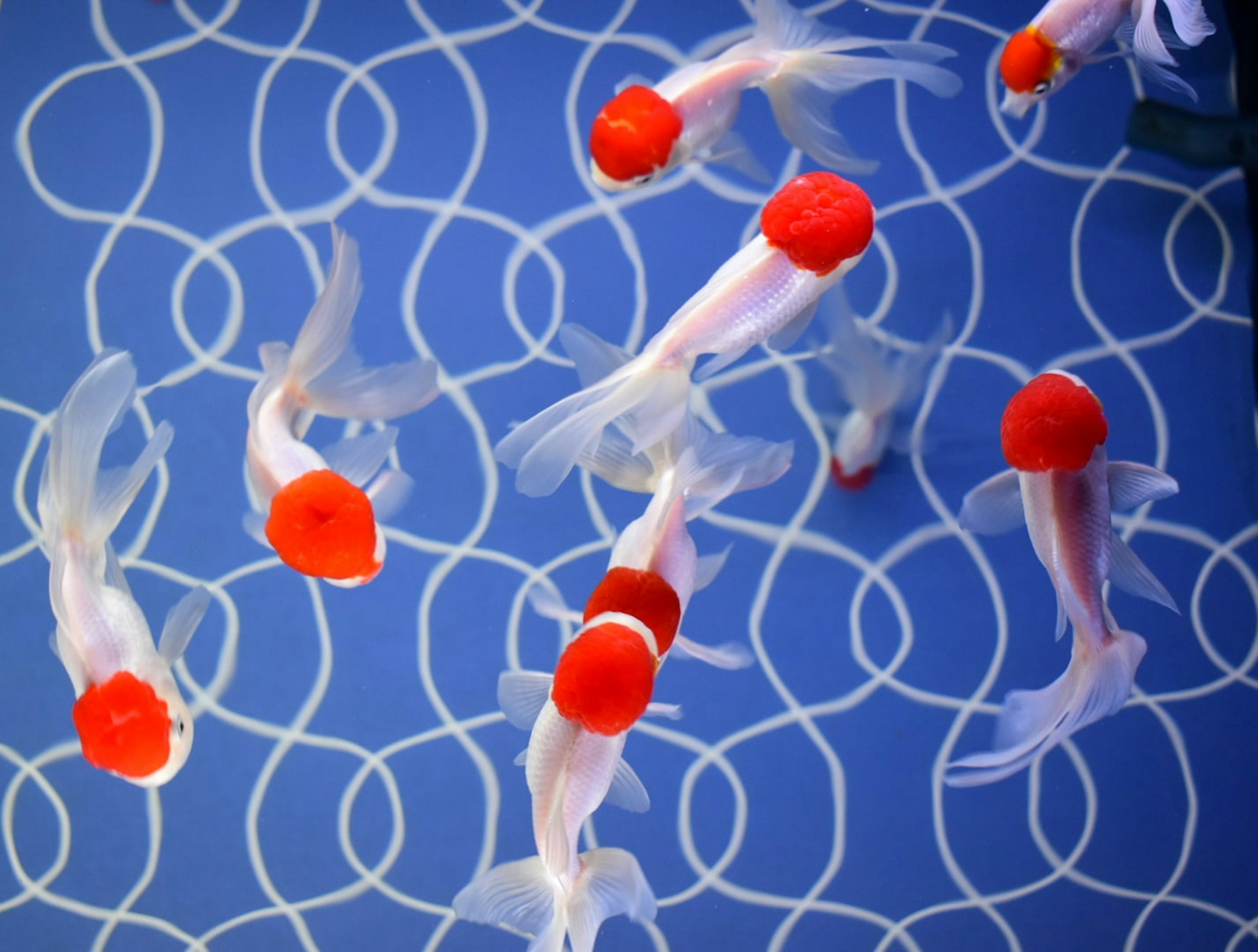 Groupe de poissons rouges avec des têtes rouges distinctives nageant sur un fond bleu