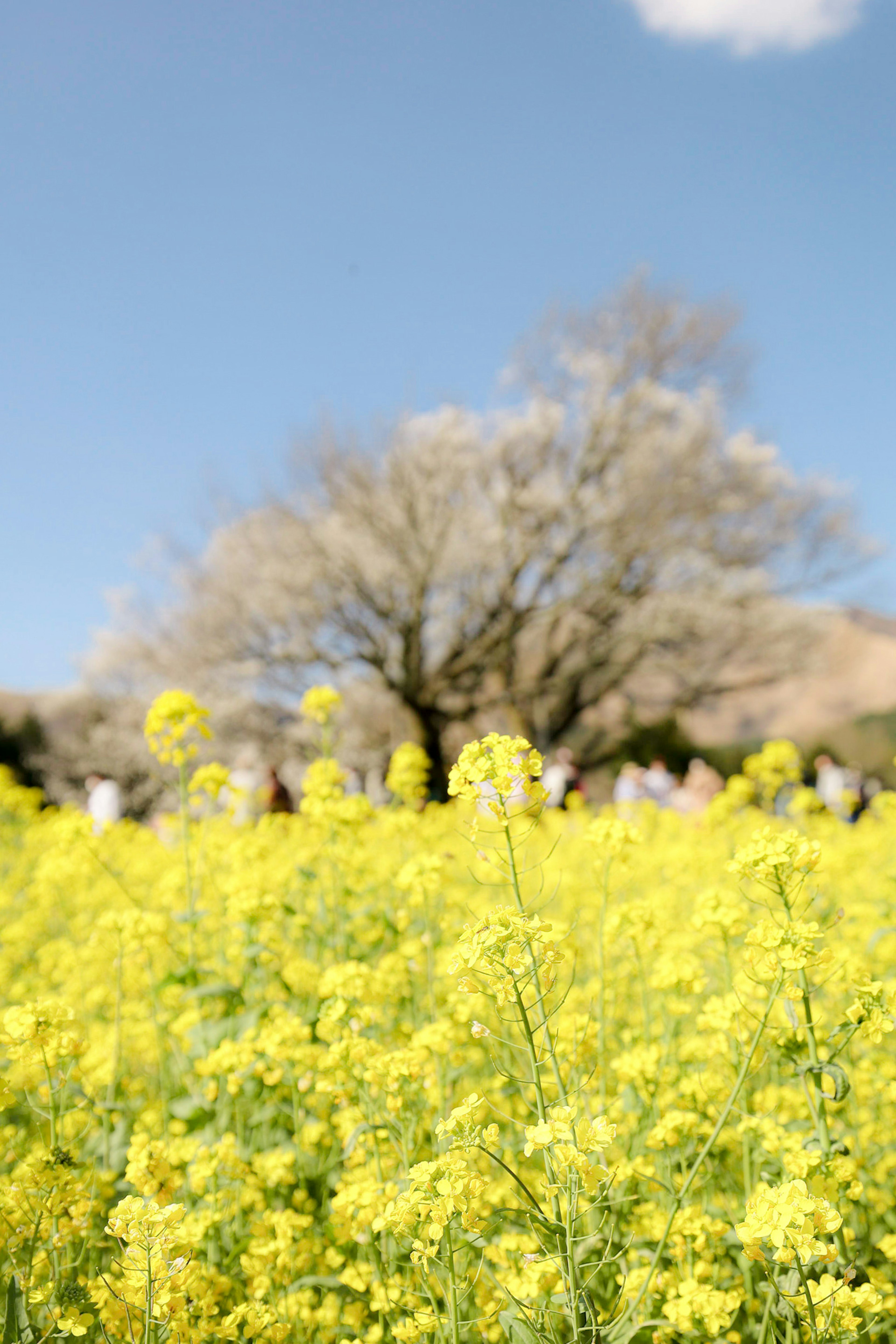 Campo de flores de colza amarillas brillantes bajo un cielo azul con un gran árbol