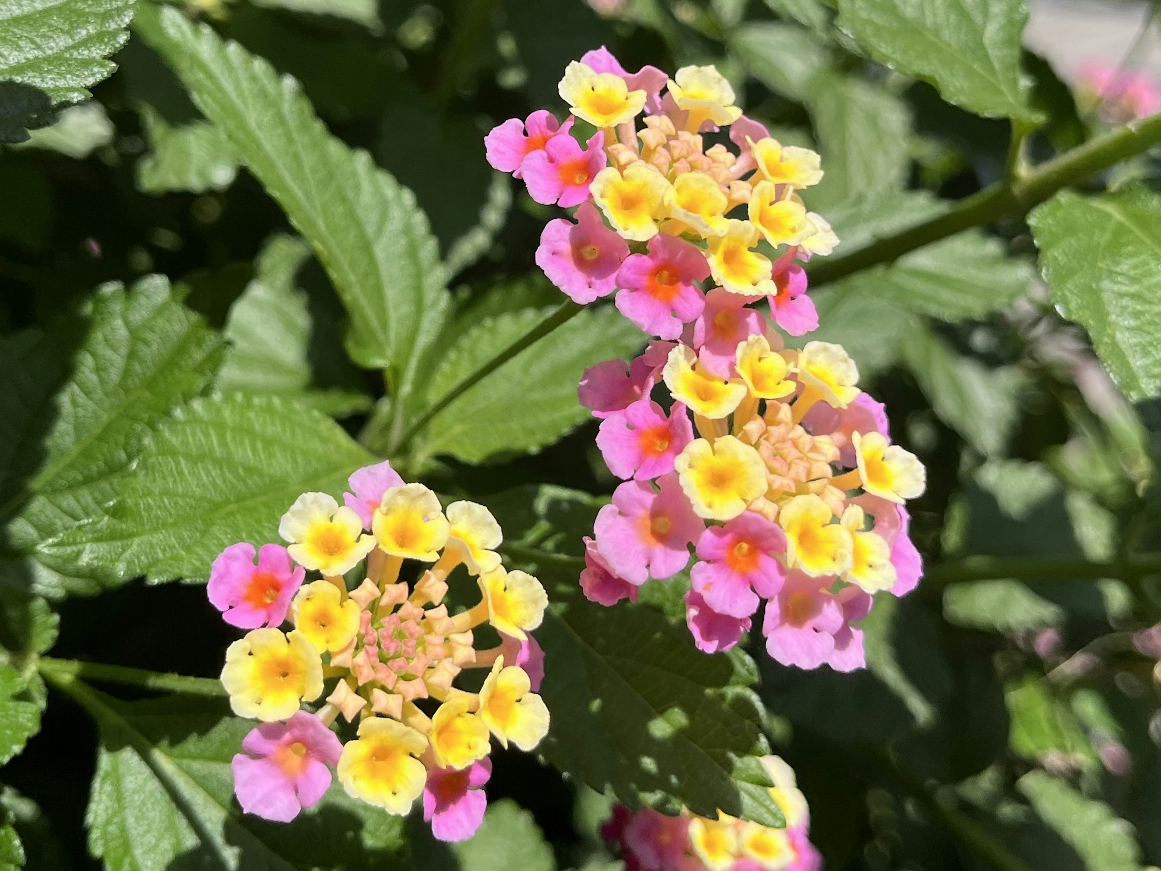 鮮やかなピンクと黄色の花が咲いているランタナのクローズアップ