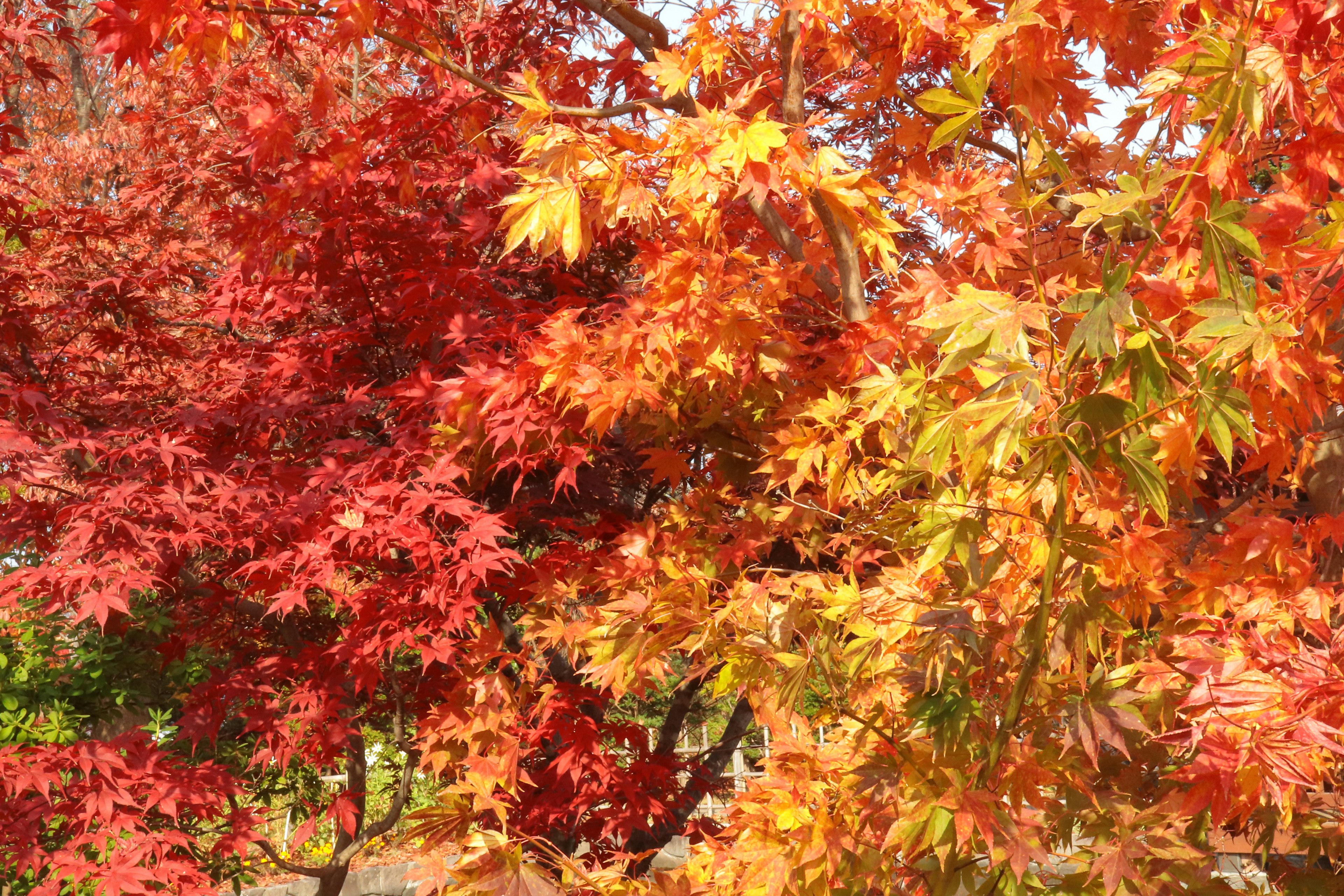 Foglie rosse e arancioni vivaci di alberi in un paesaggio autunnale