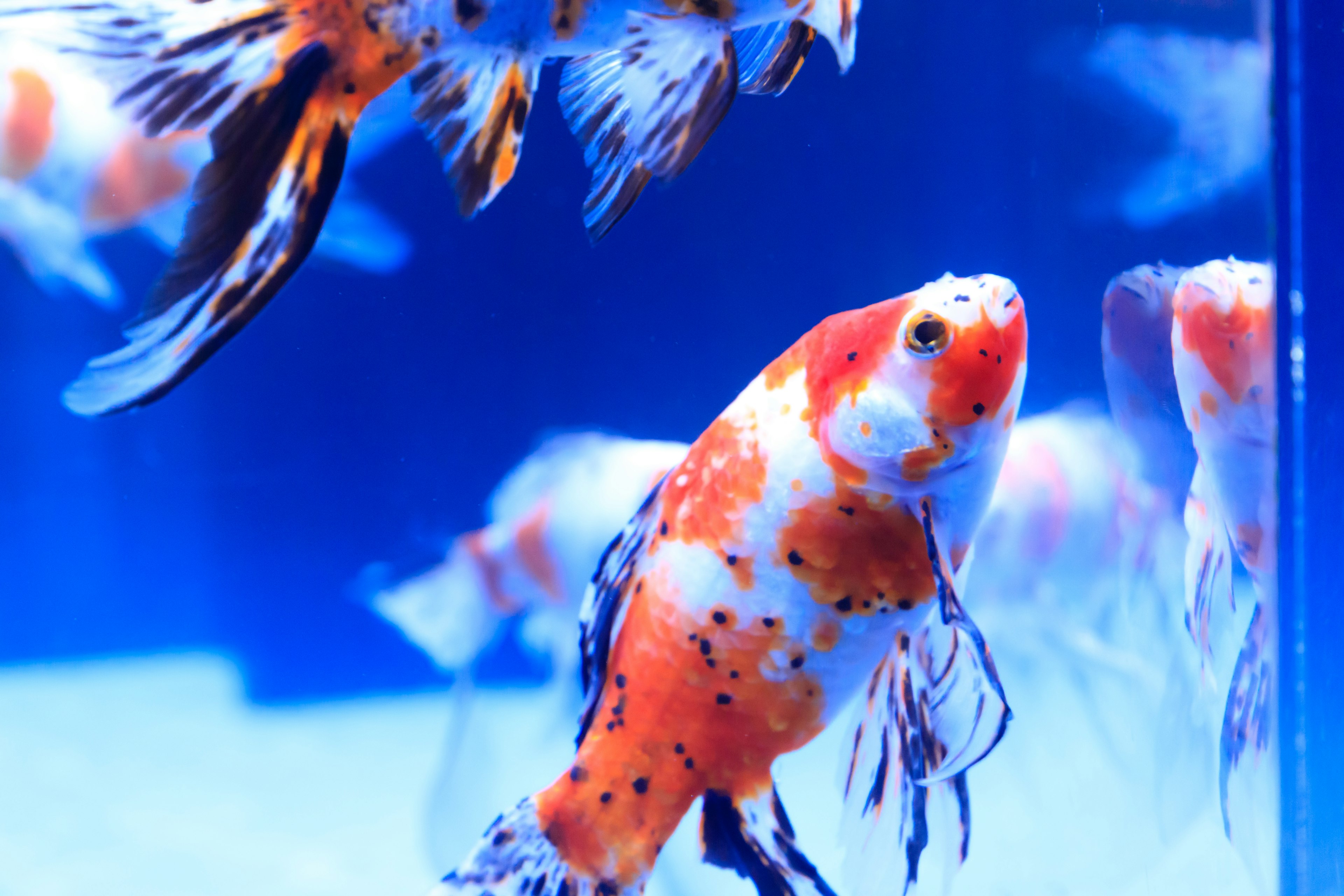 Peces koi coloridos nadando en un acuario azul