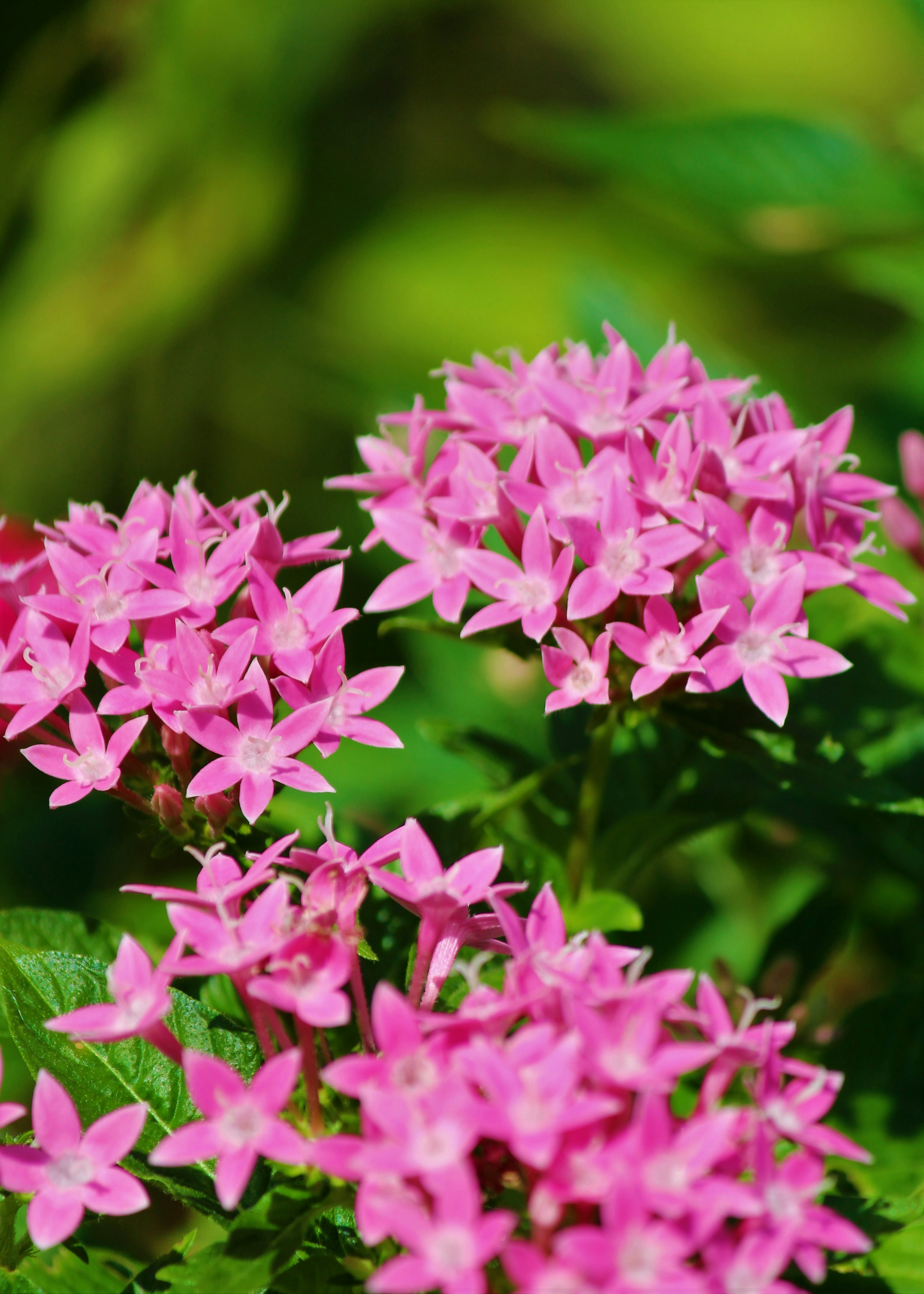 Nahaufnahme einer Pflanze mit rosa Blumen