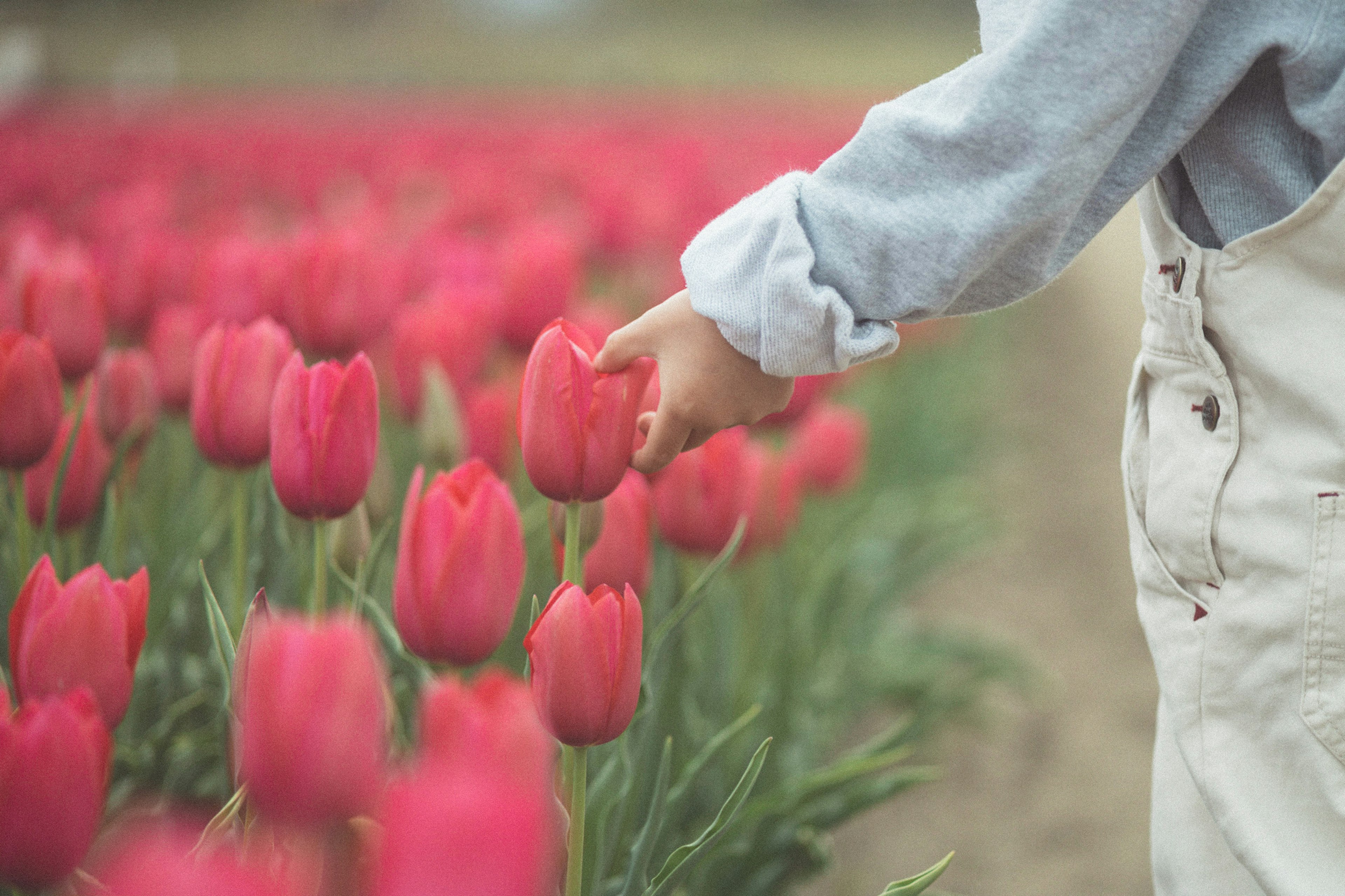 Mano tocando tulipanes en un campo de flores