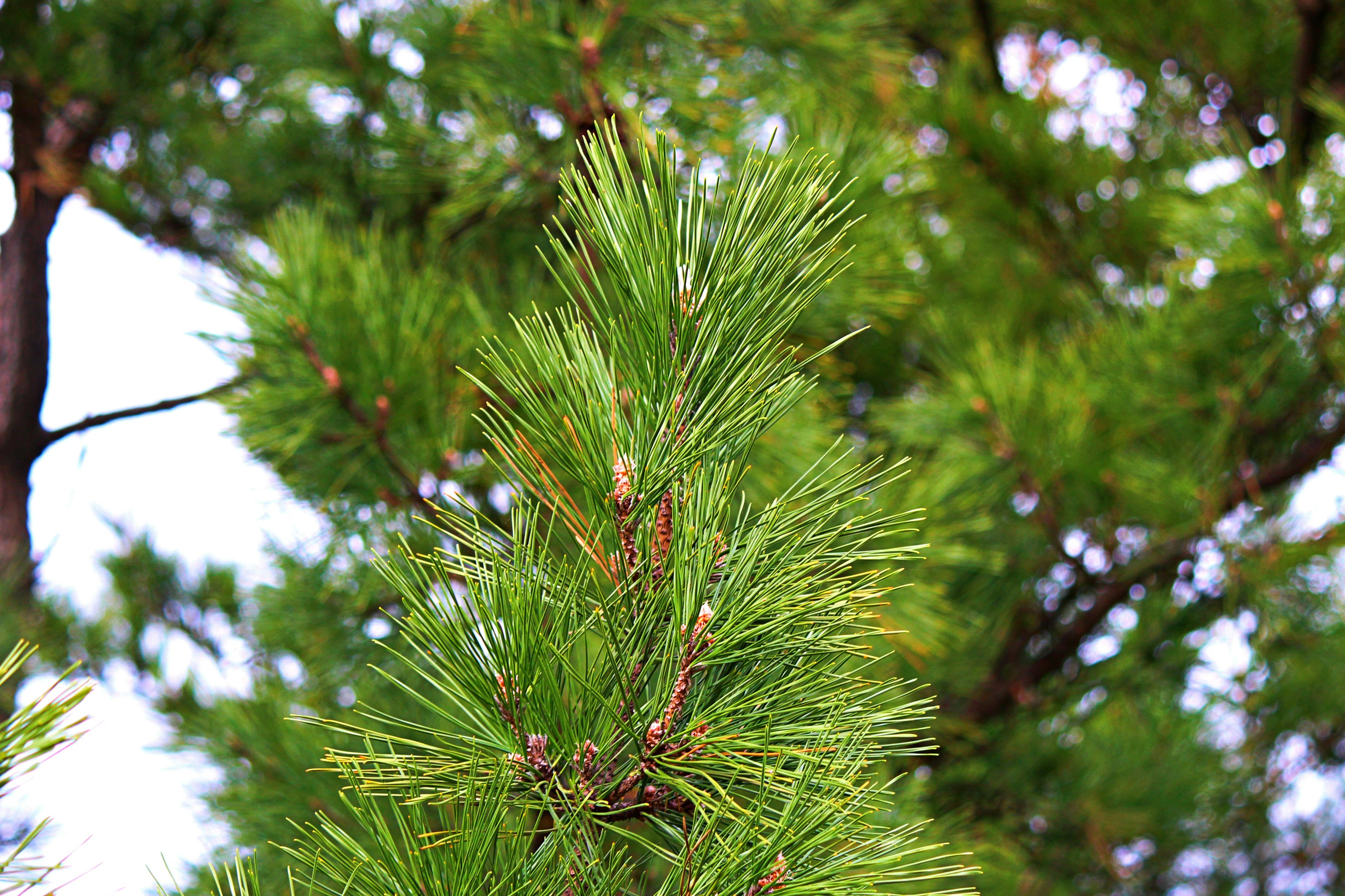 Gambar close-up jarum pohon konifer hijau