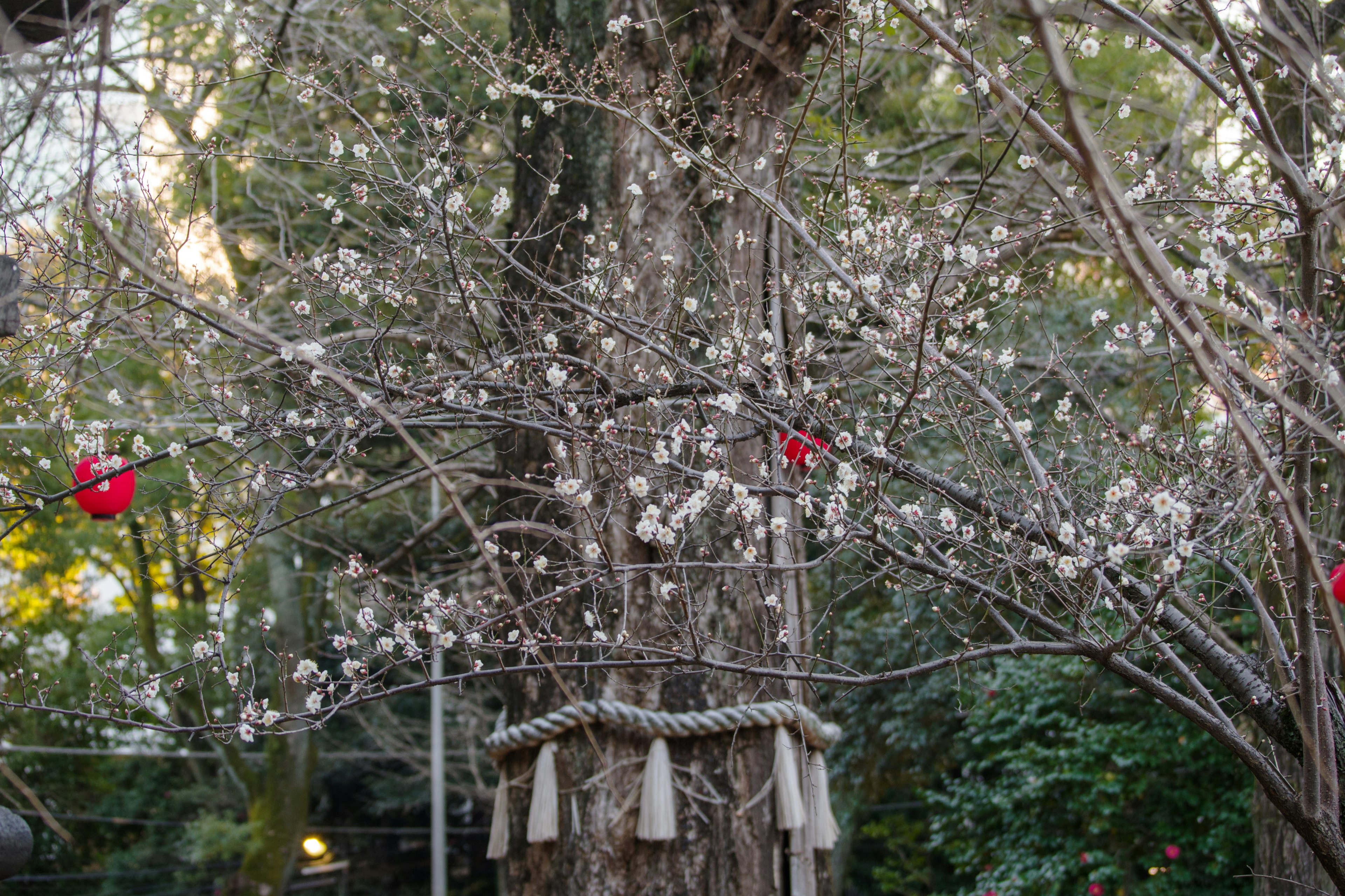 白い花が咲く木と赤い飾りが見える庭の風景