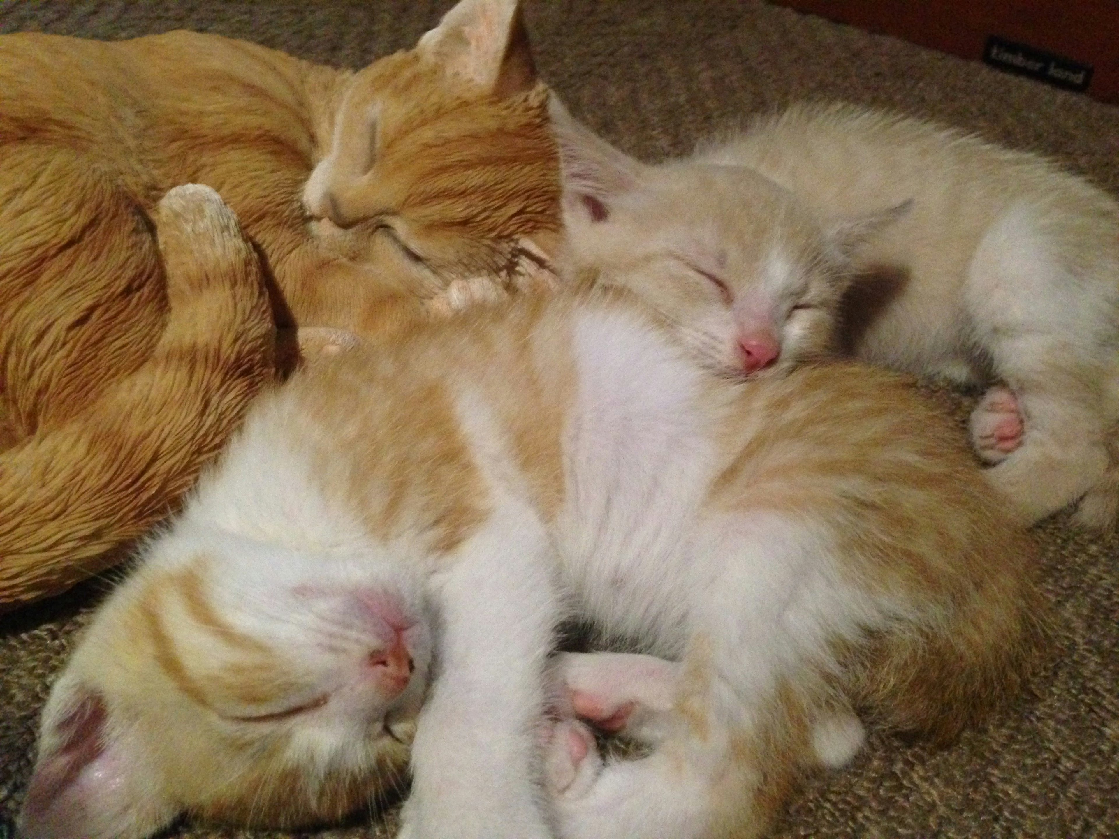 Una escena de gatitos naranjas y crema acurrucados juntos durmiendo