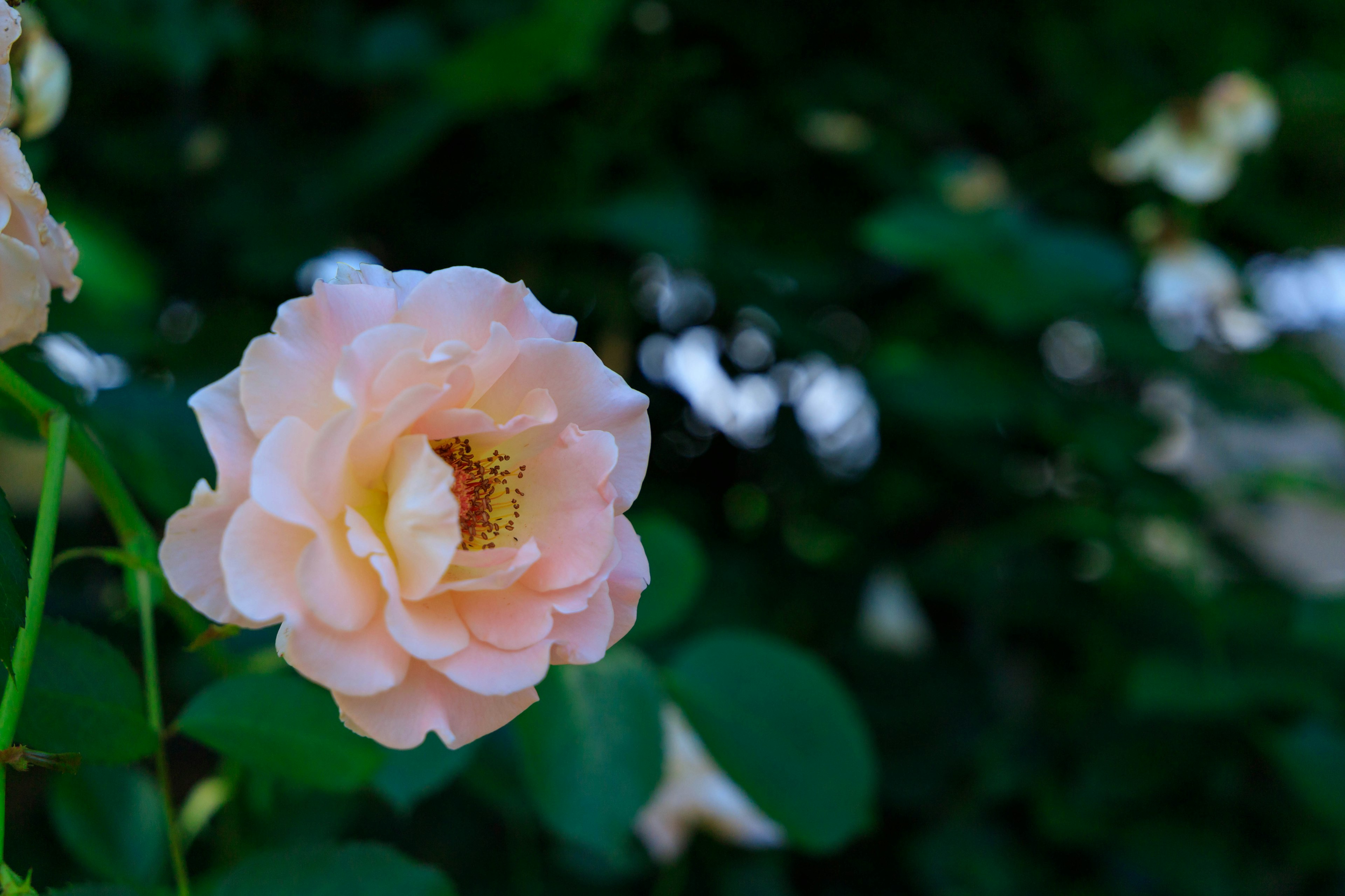 Una rosa rosa chiara che fiorisce tra le foglie verdi