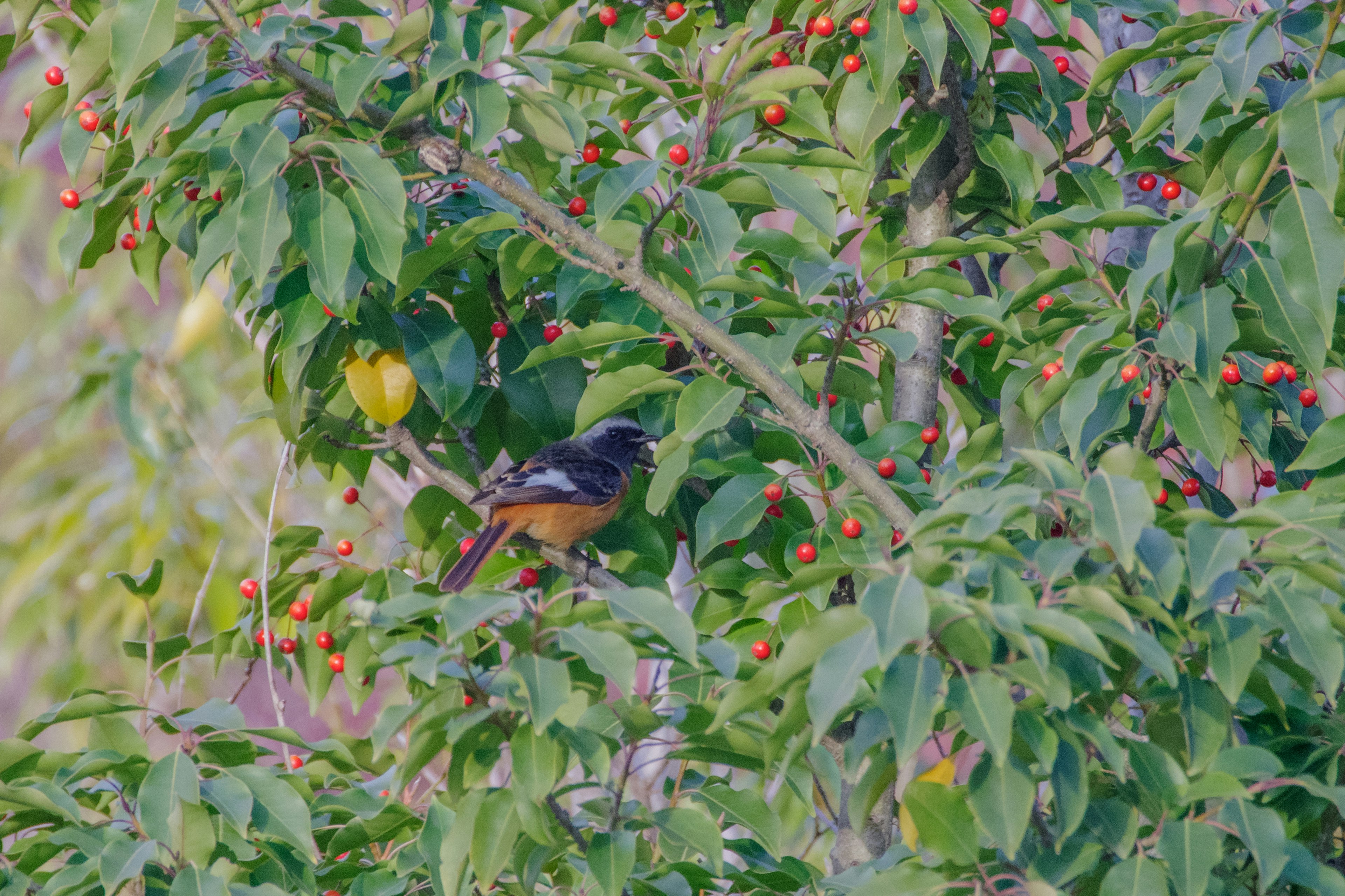 Orange bird among green leaves and red berries