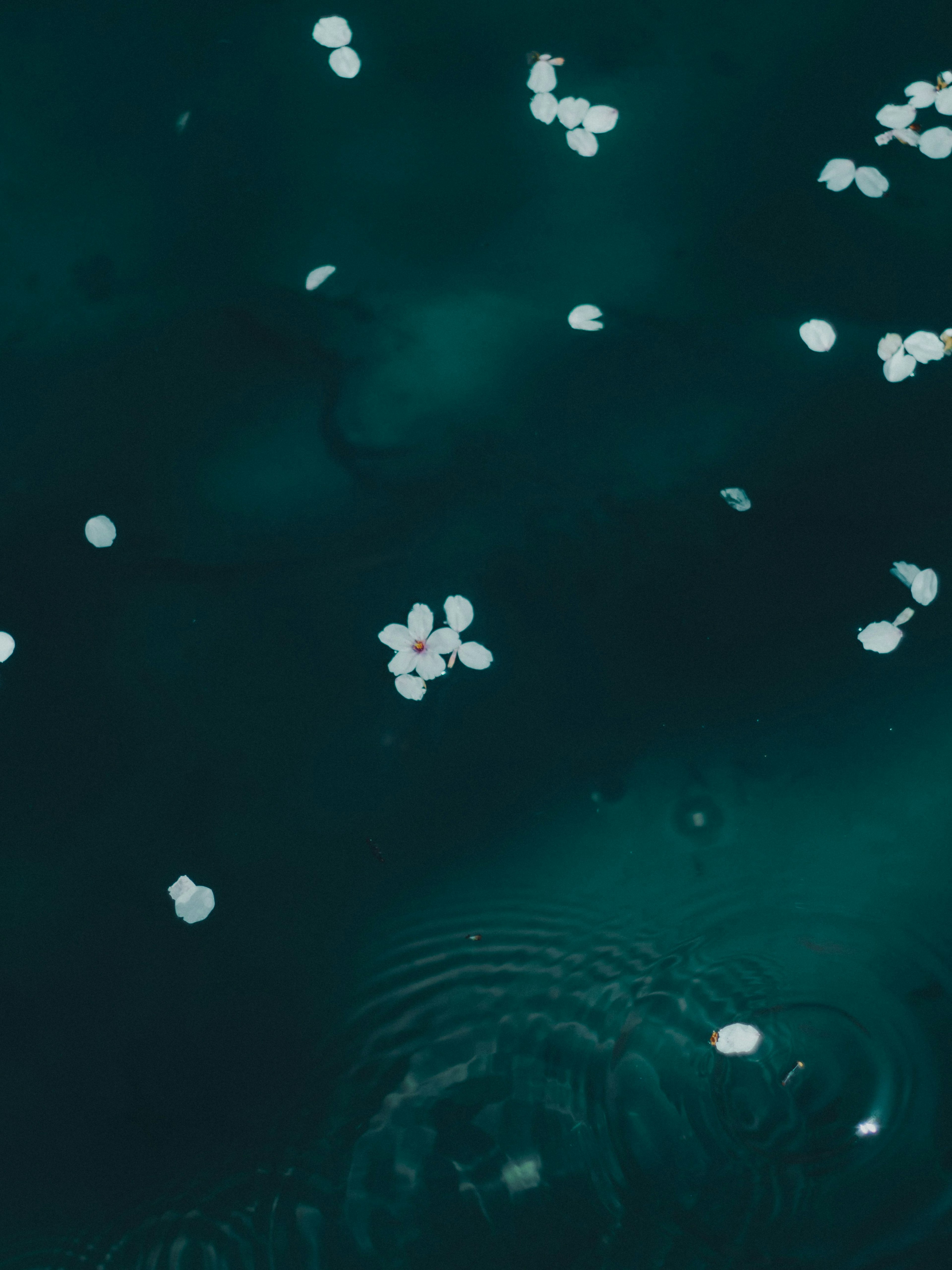 Pétalos blancos flotando en agua azul oscura
