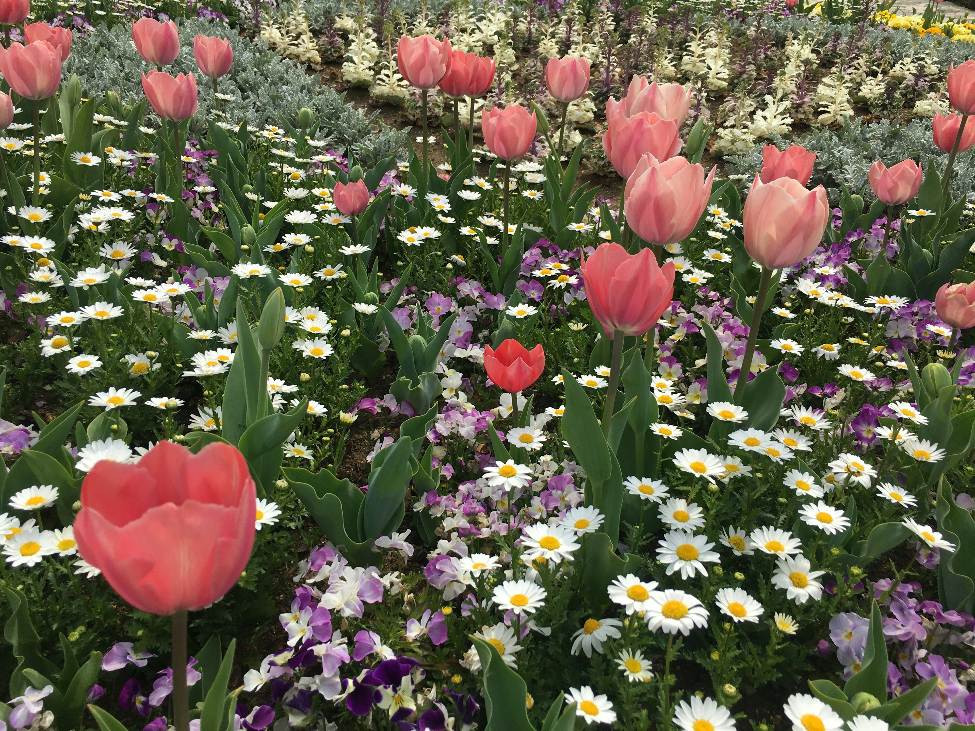 Taman bunga yang indah dengan tulip merah muda dan daisy putih