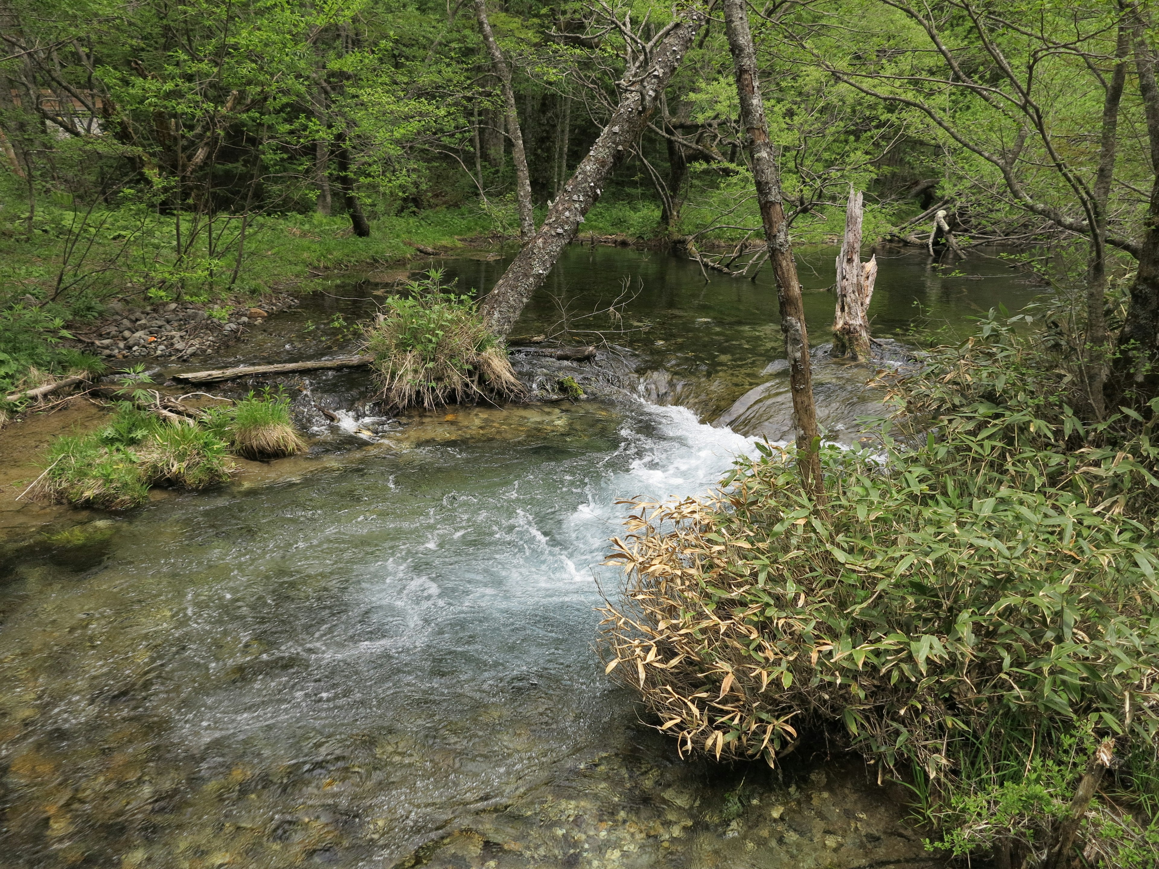 Vista panoramica di un ruscello che scorre circondato da vegetazione lussureggiante e alberi