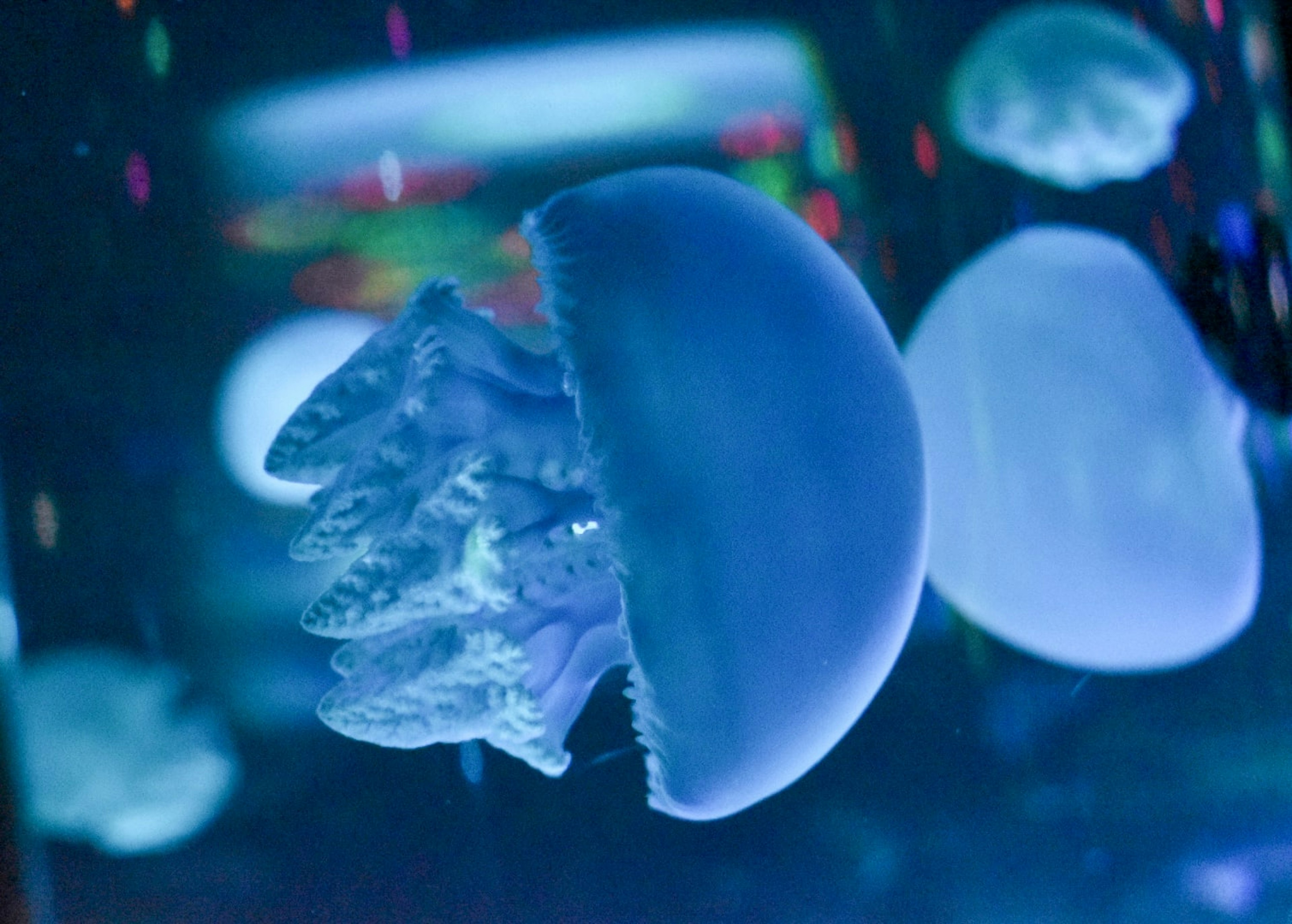 Une belle méduse flottant dans l'eau bleue