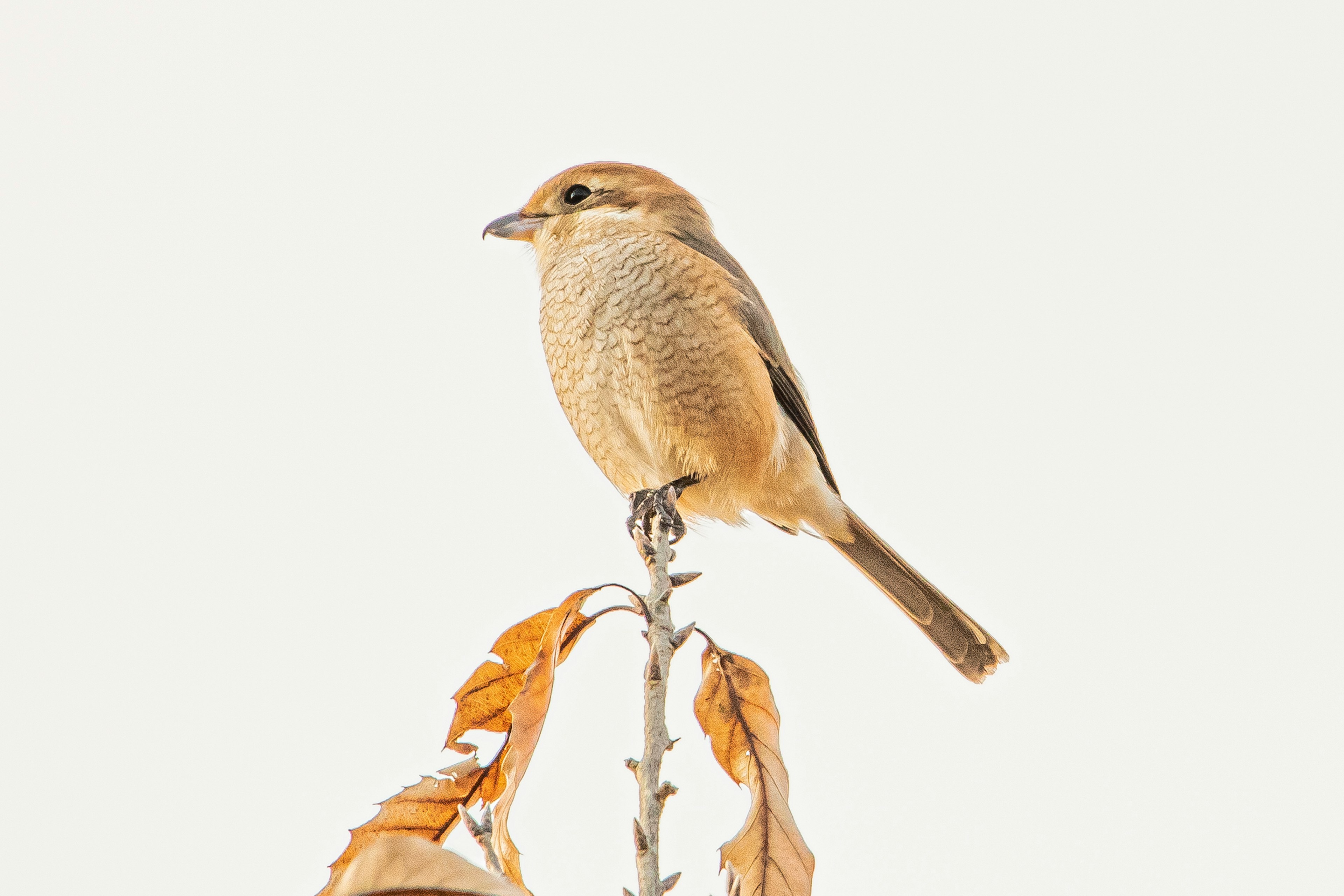 小さな鳥が枯れた植物の先にとまっている