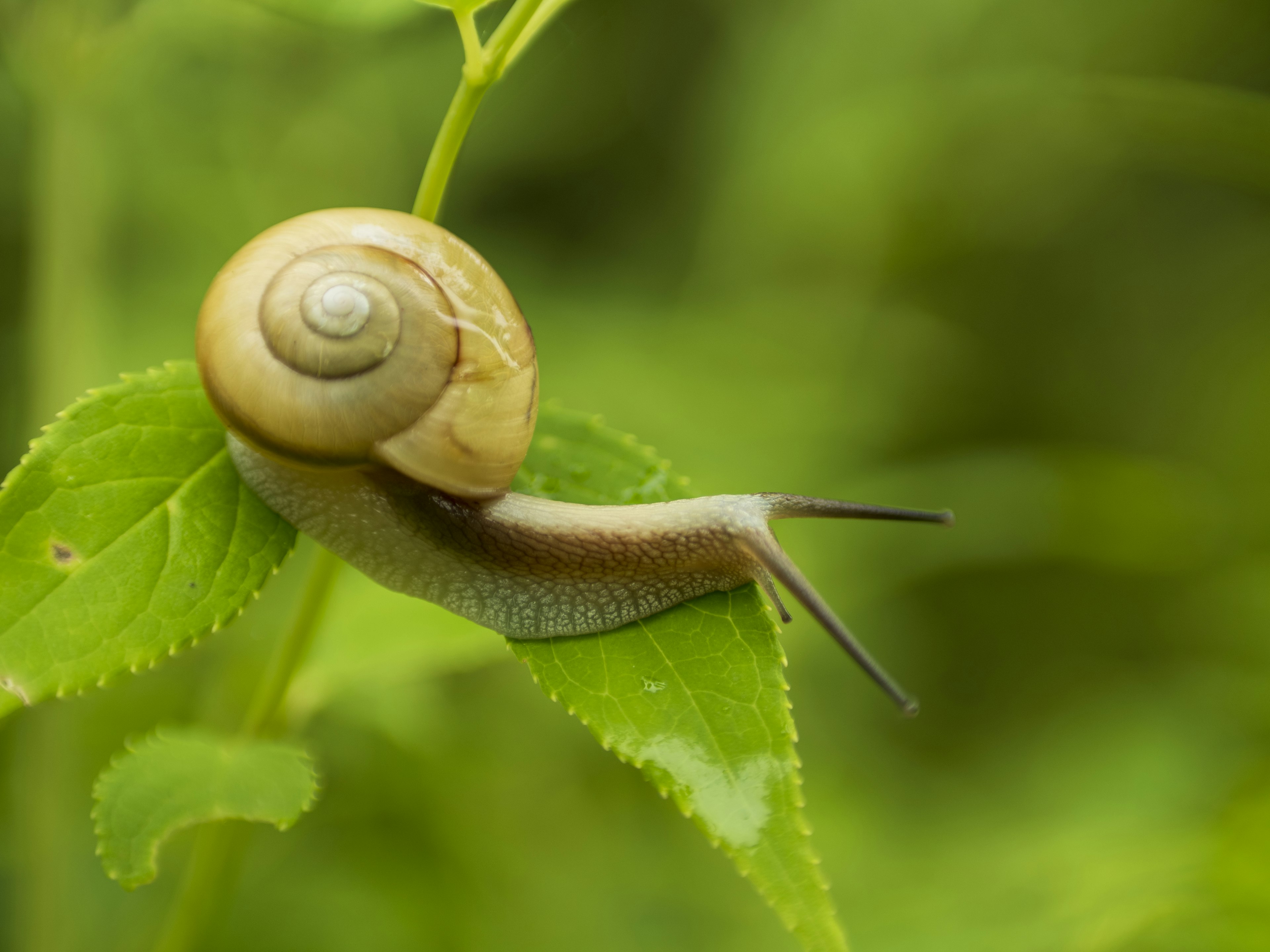 Close-up siput di atas daun hijau