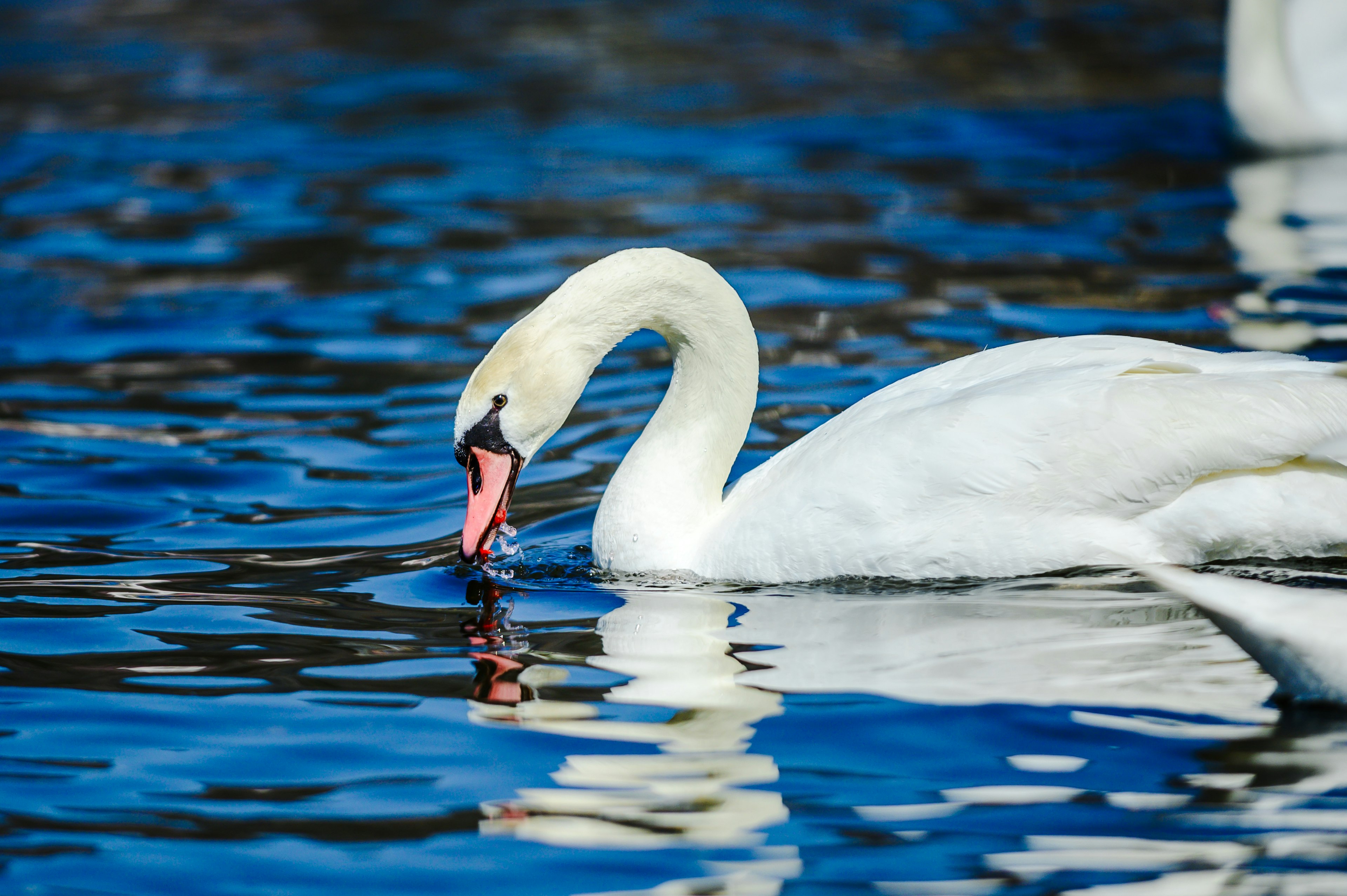 白鳥が水面で餌を探している様子のクローズアップ