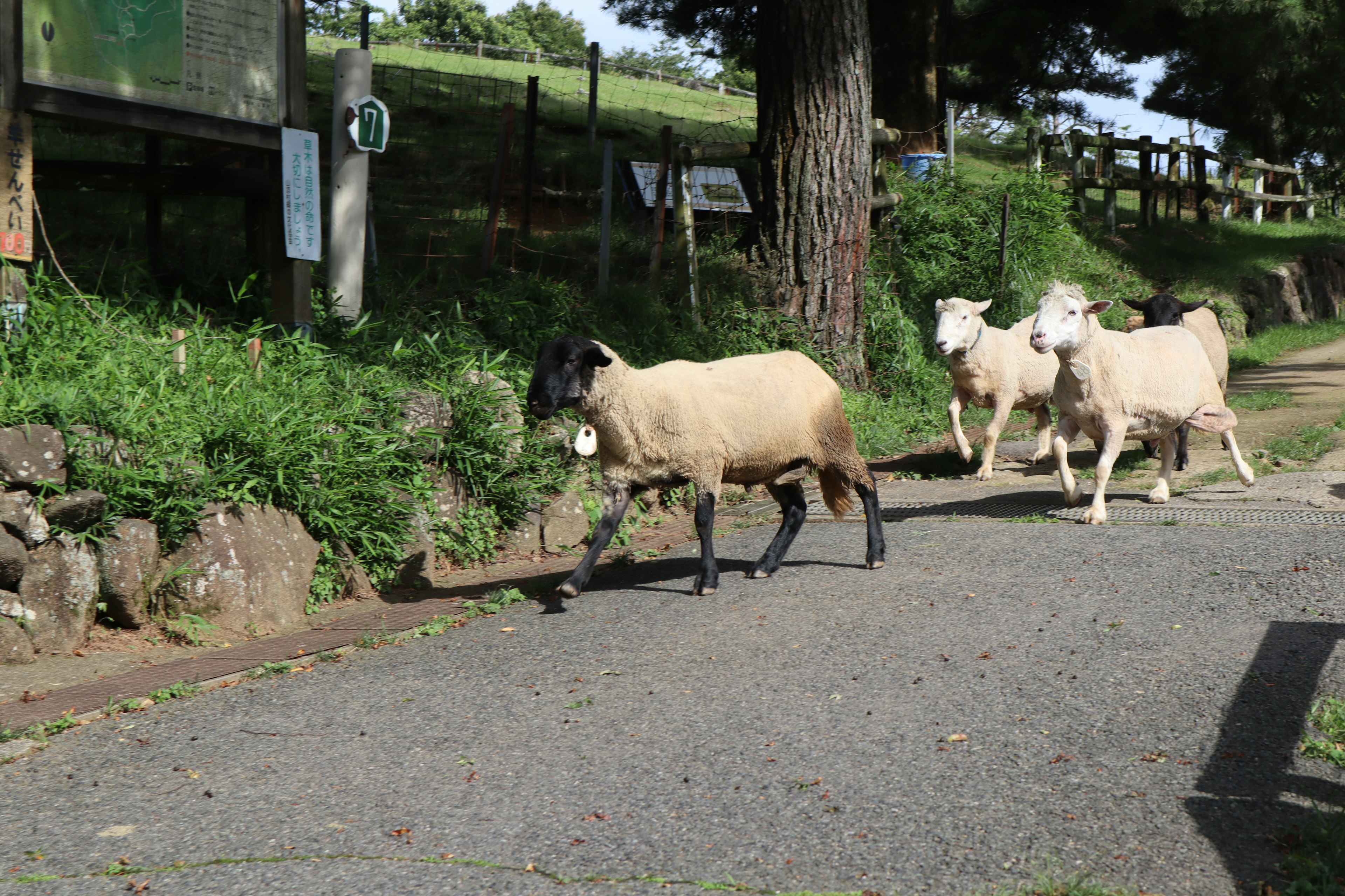 Moutons marchant le long d'un chemin avec de la verdure et des arbres en arrière-plan