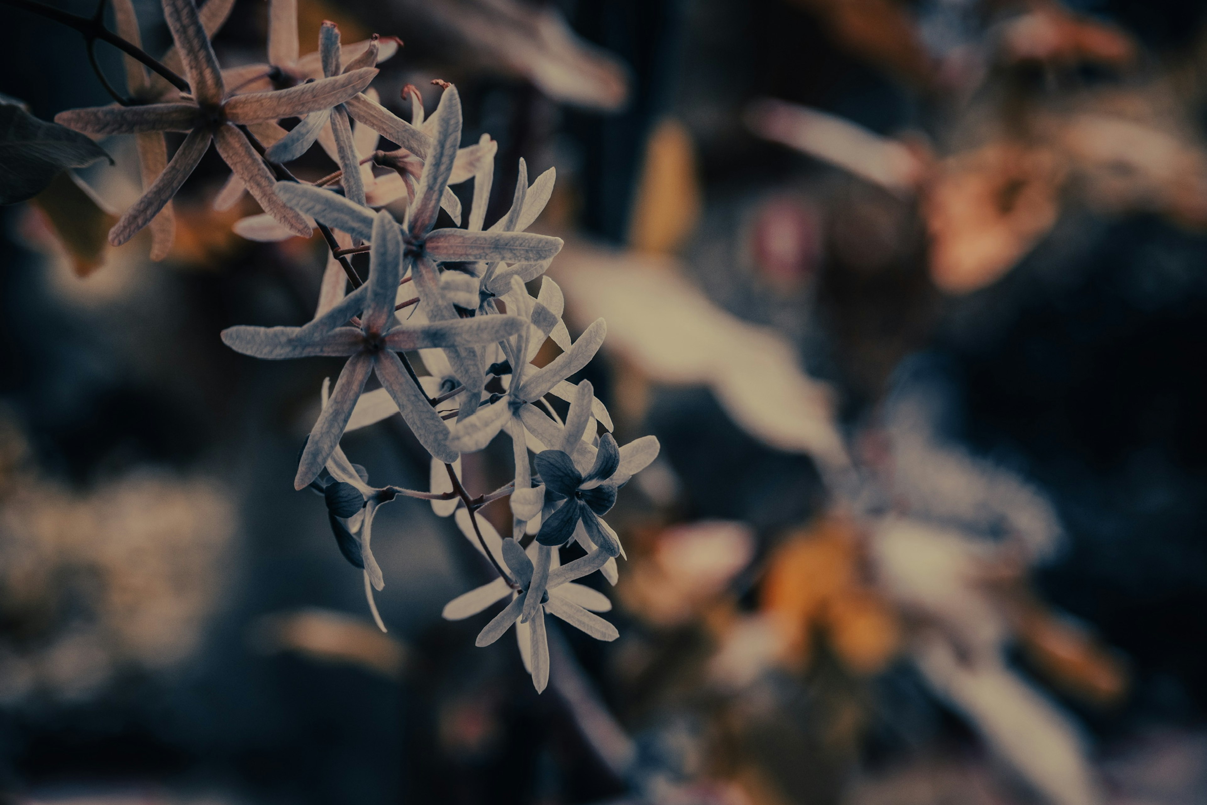 Flores delicadas en tonos suaves contra un fondo oscuro