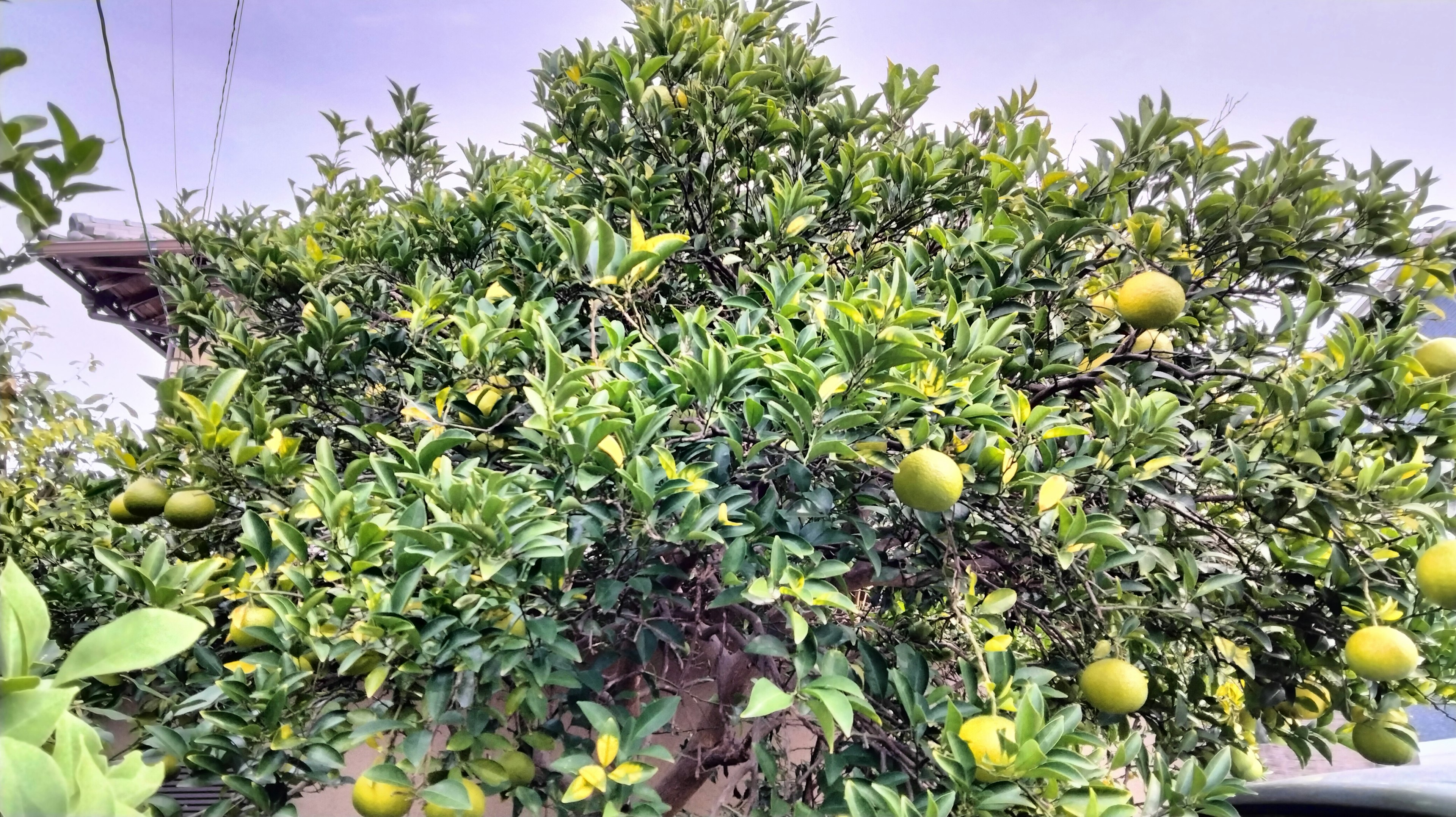 Albero di agrumi con foglie verdi e frutti gialli