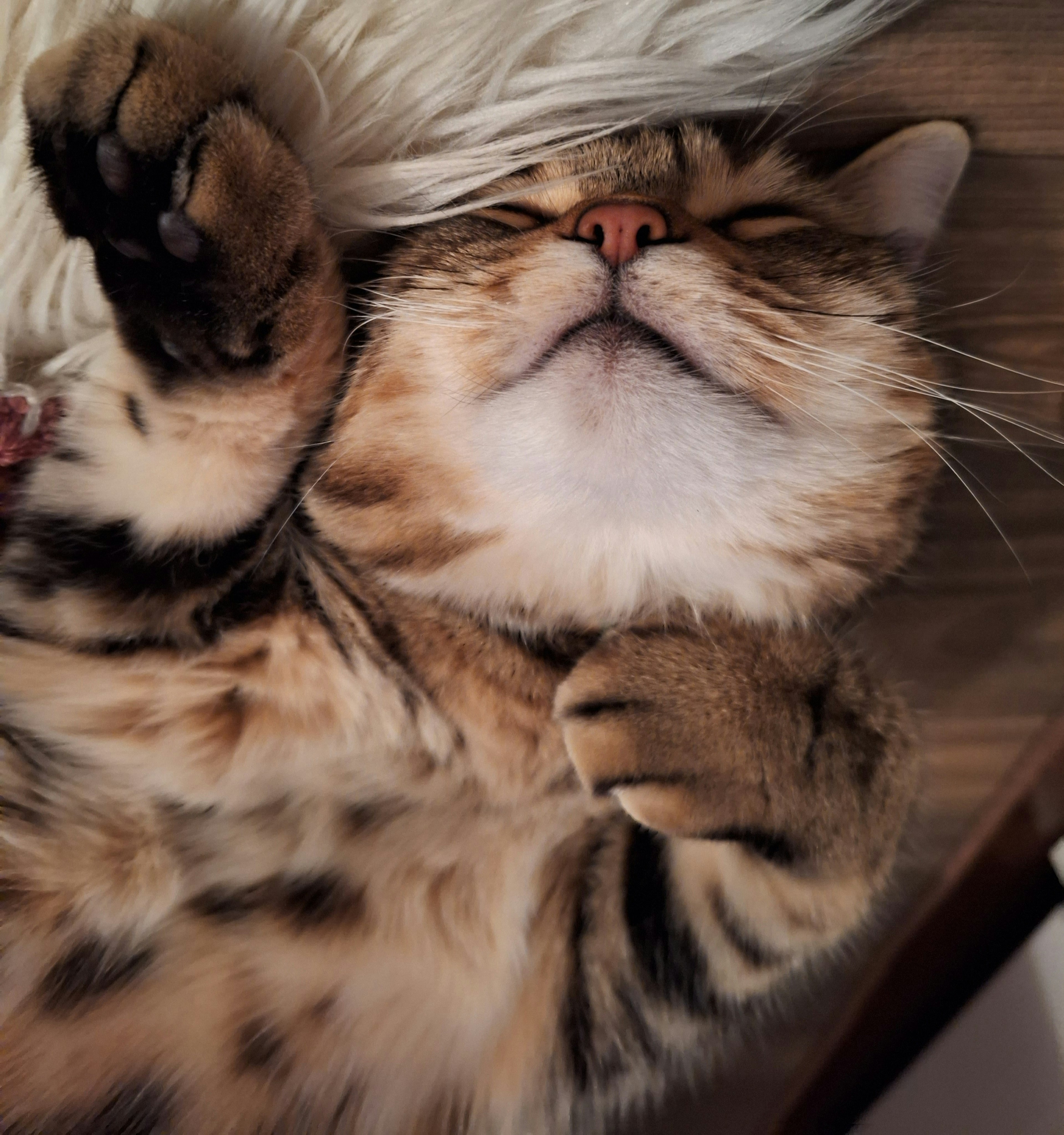 Bengal cat lying on its back with distinctive fur patterns