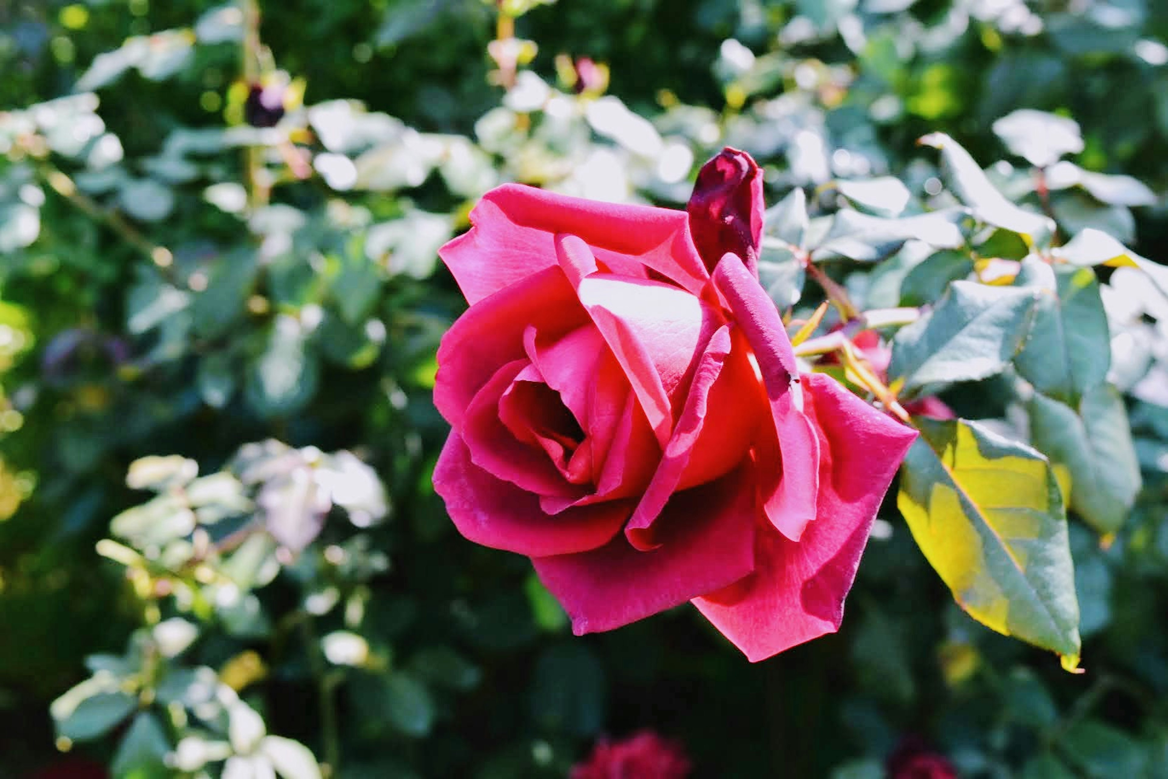 A vibrant pink rose blooming among green leaves