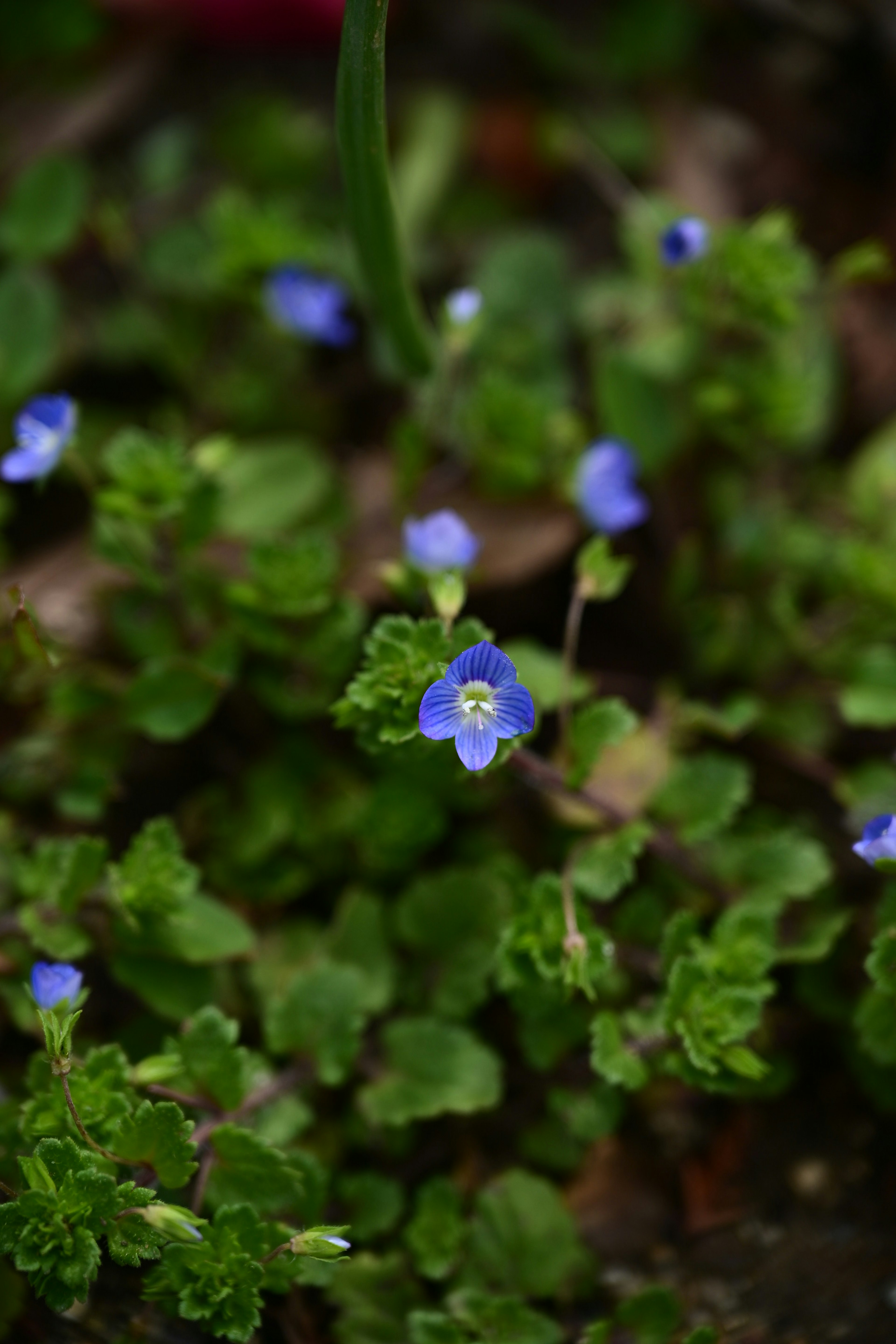 青い花が咲いている緑の植物のクローズアップ